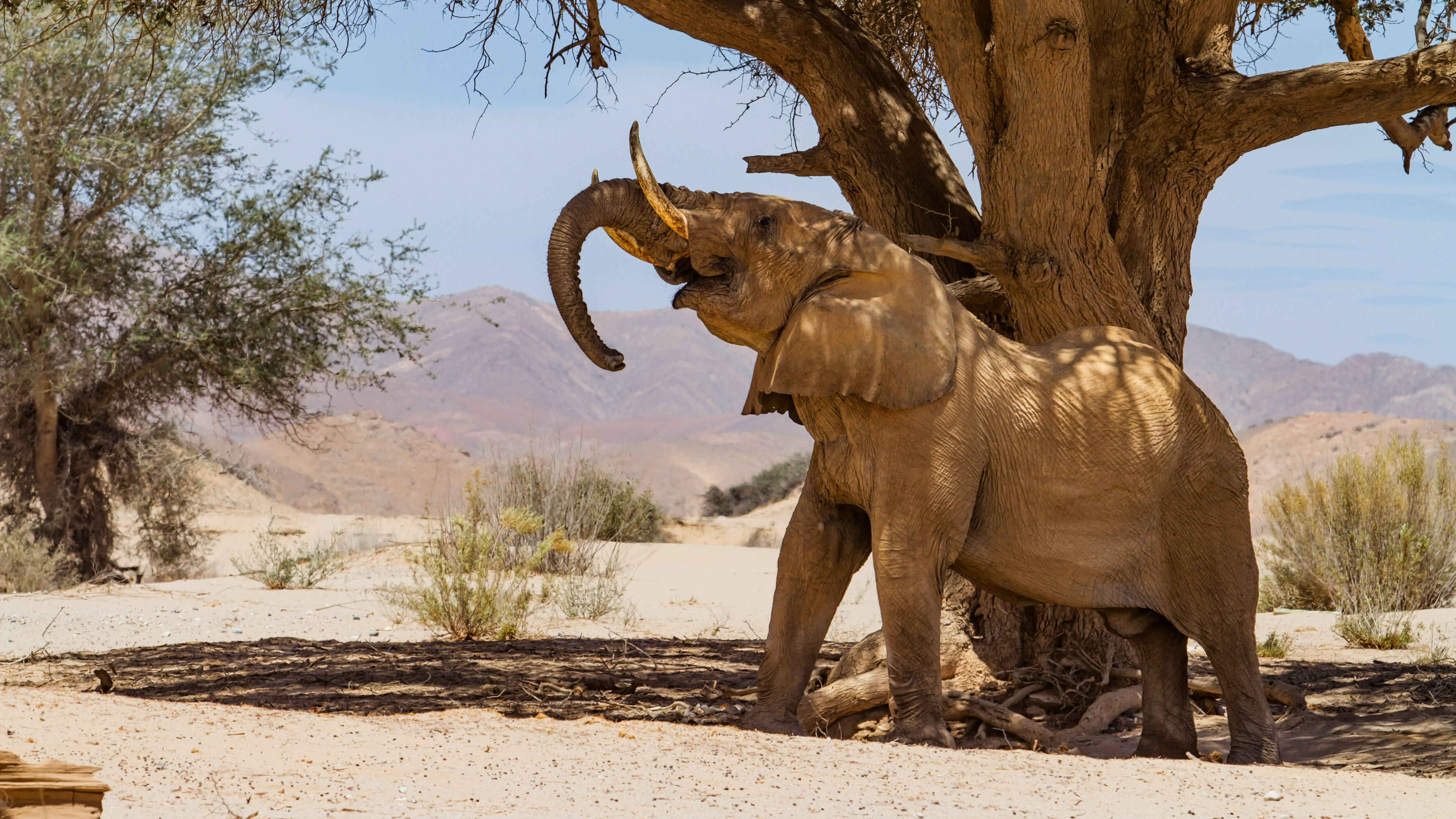 Woestijnolifant Damaraland Namibië