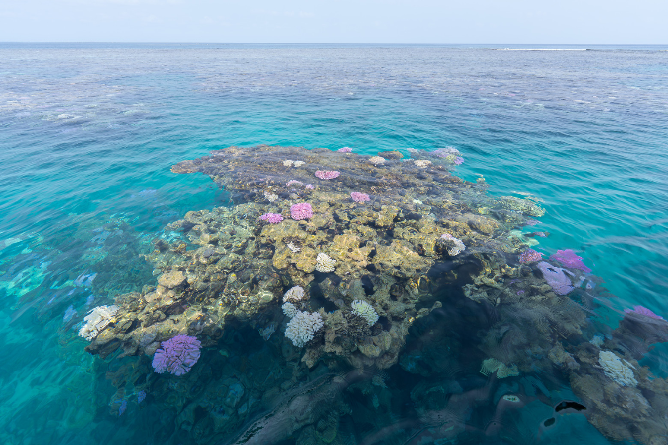 Koraal zichtbaar vanaf de boot