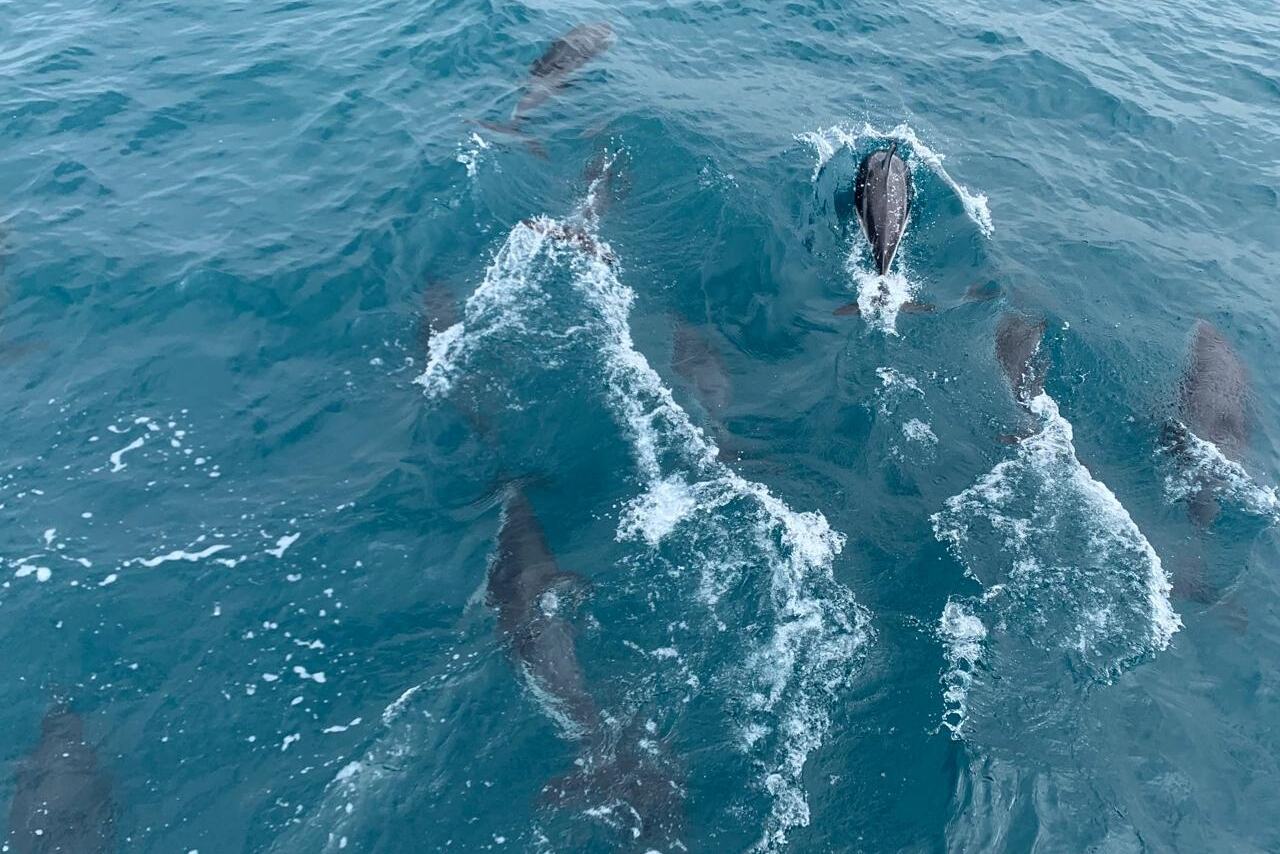 Dolfijnen in de Rode Zee