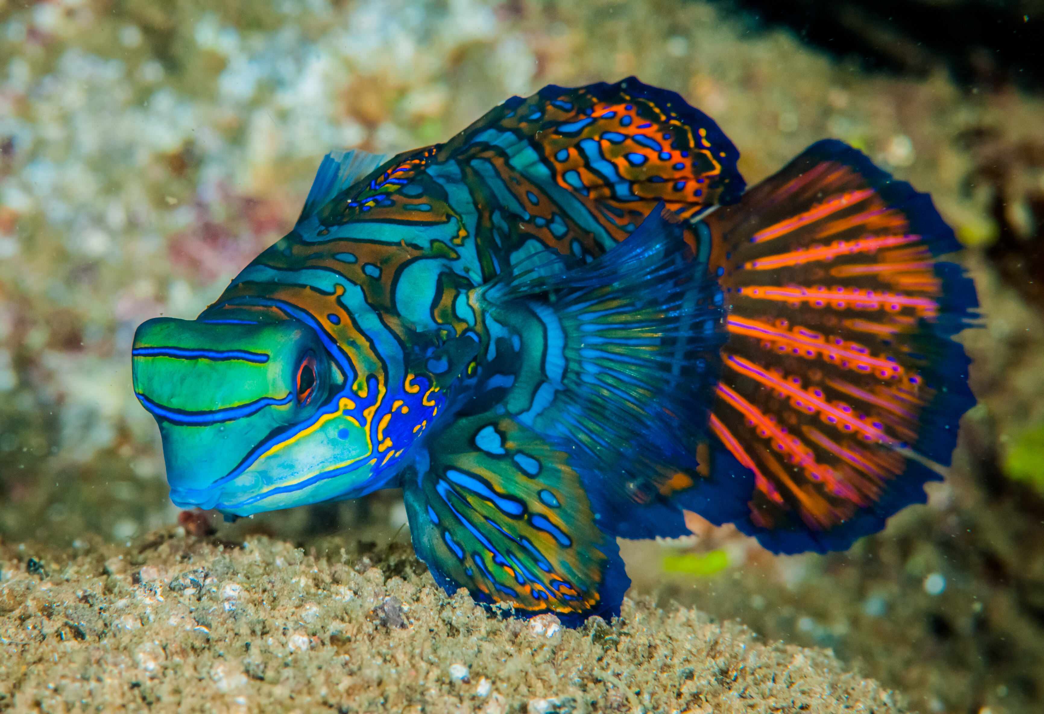 Onderwaterwereld bij Pombo Island nabij Ambon in de Molukken