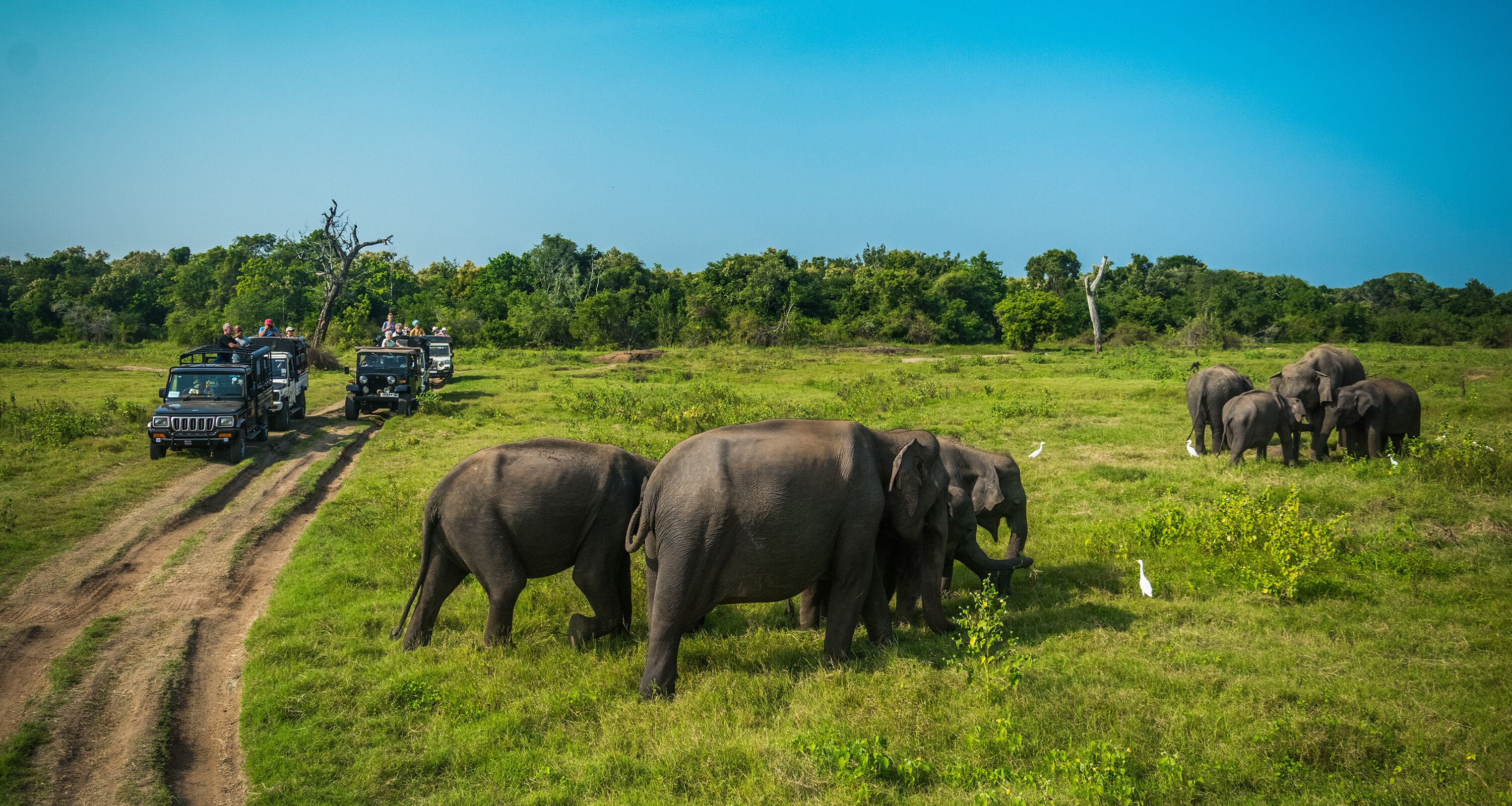 Sri-Lanka-Yala-np-safari