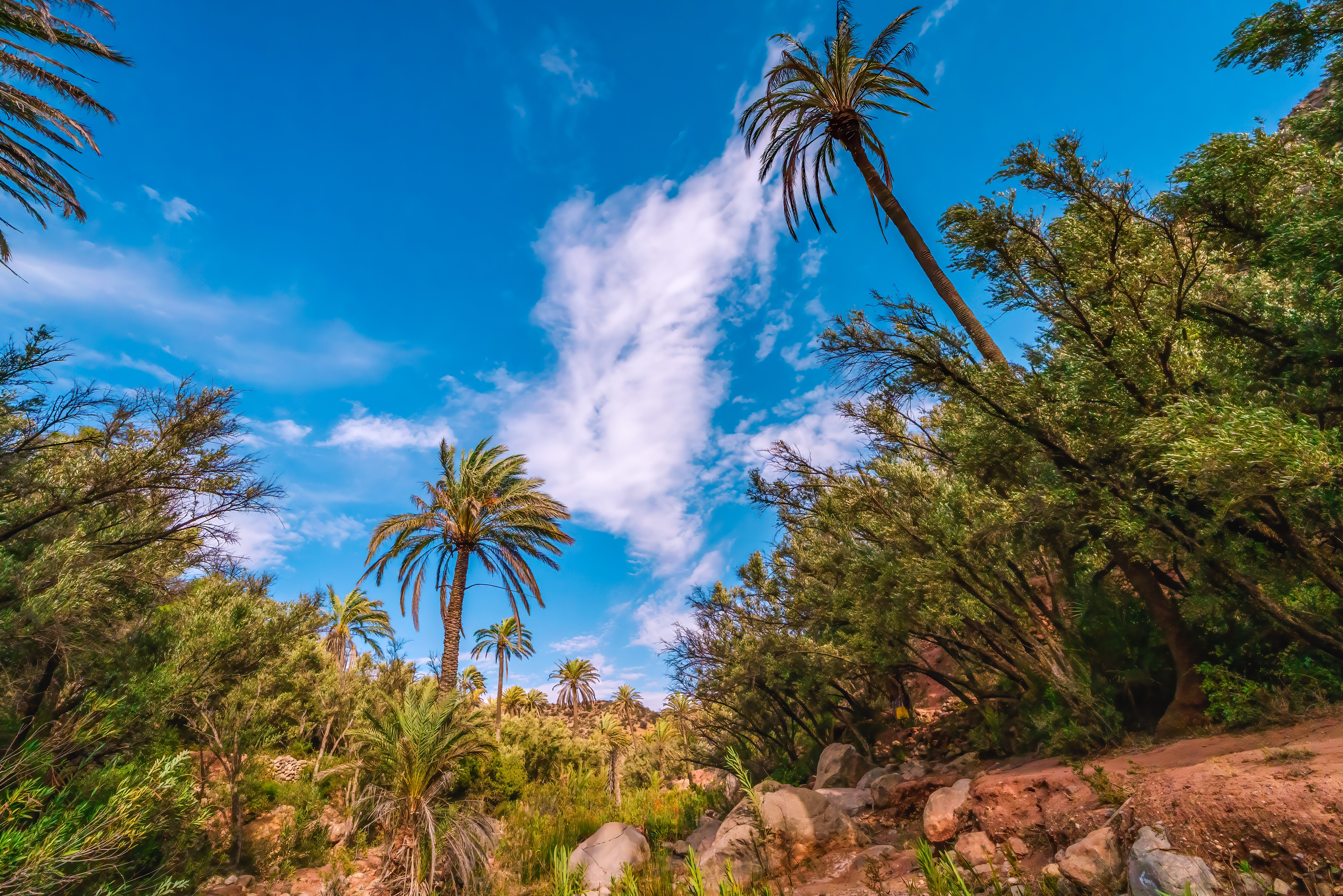 Palmbomen in Paradise Valley Agadir