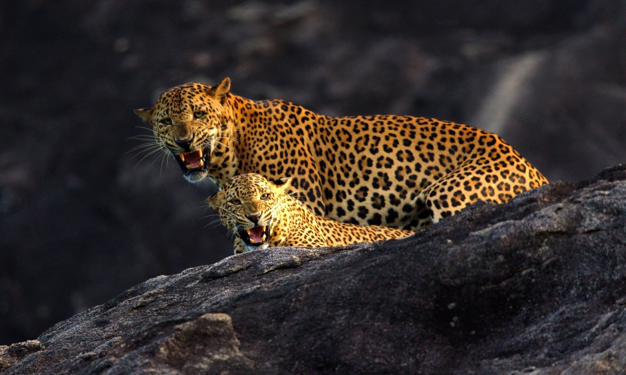 Sri-Lanka-Yala-Wild-Coast-Tented-Lodge-Luipaard