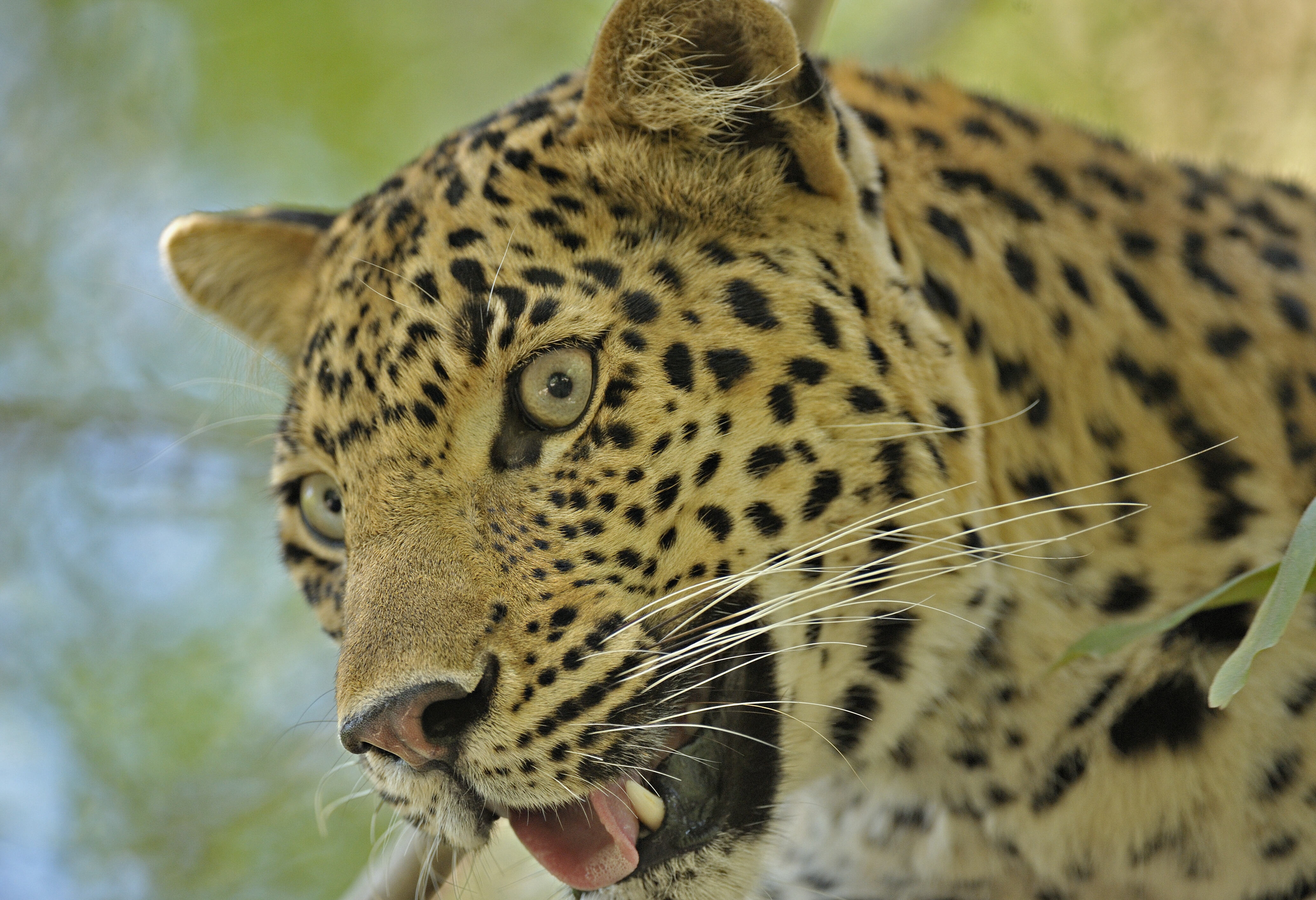 Luipaard in Ranthambhore nationaal park