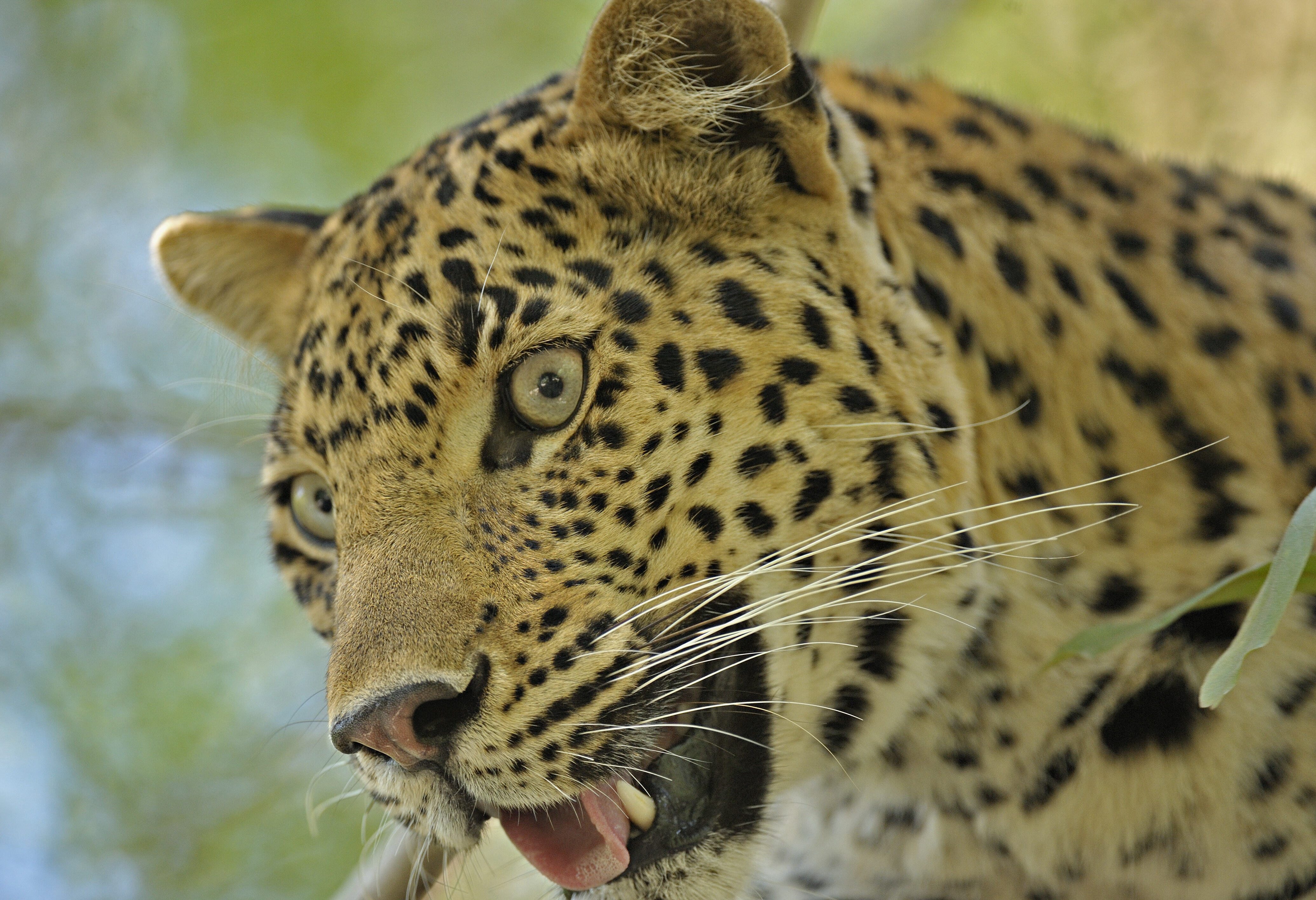 Luipaard in Ranthambhore nationaal park