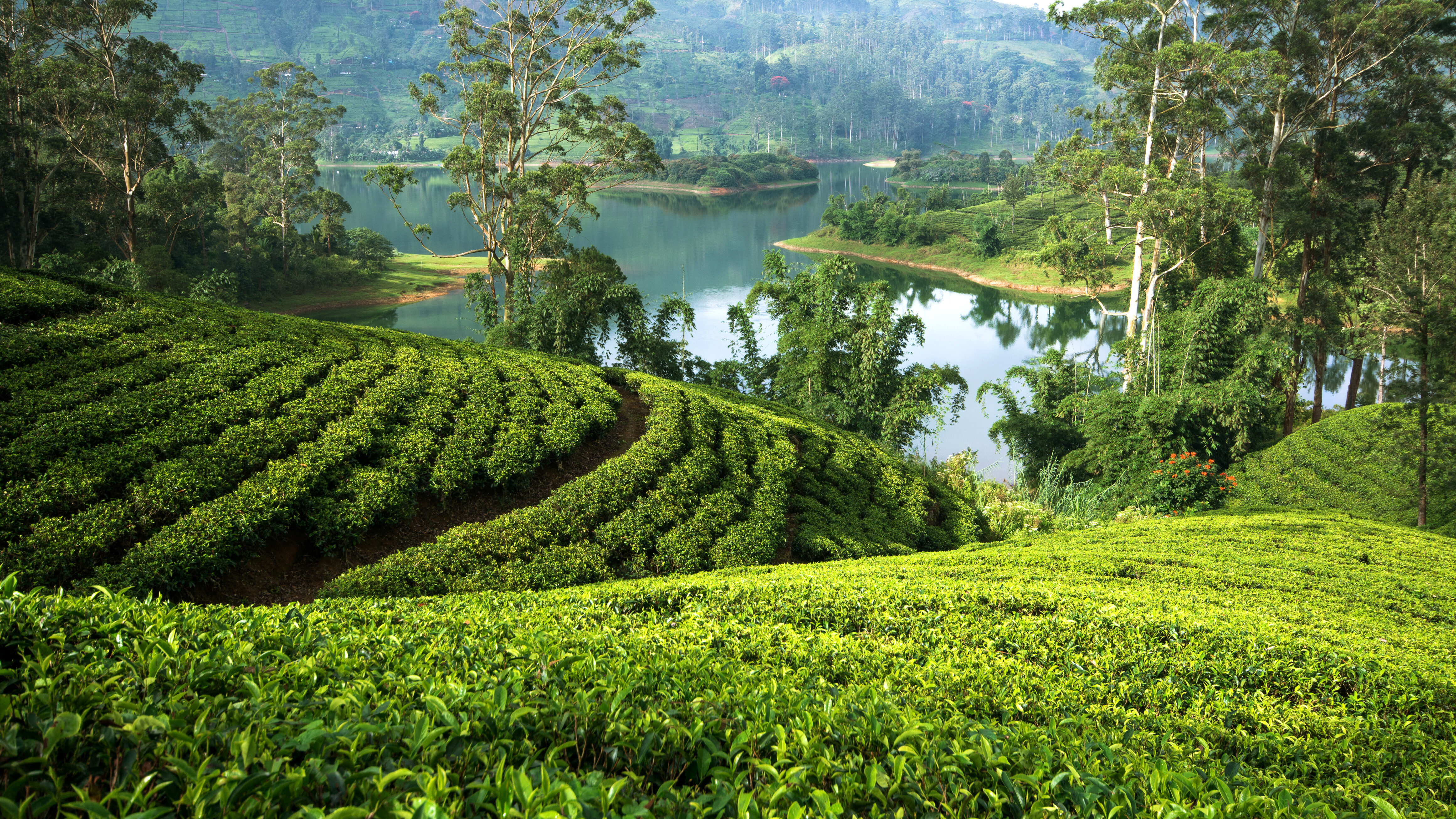 Sri-Lanka-Hatton-theeplantage