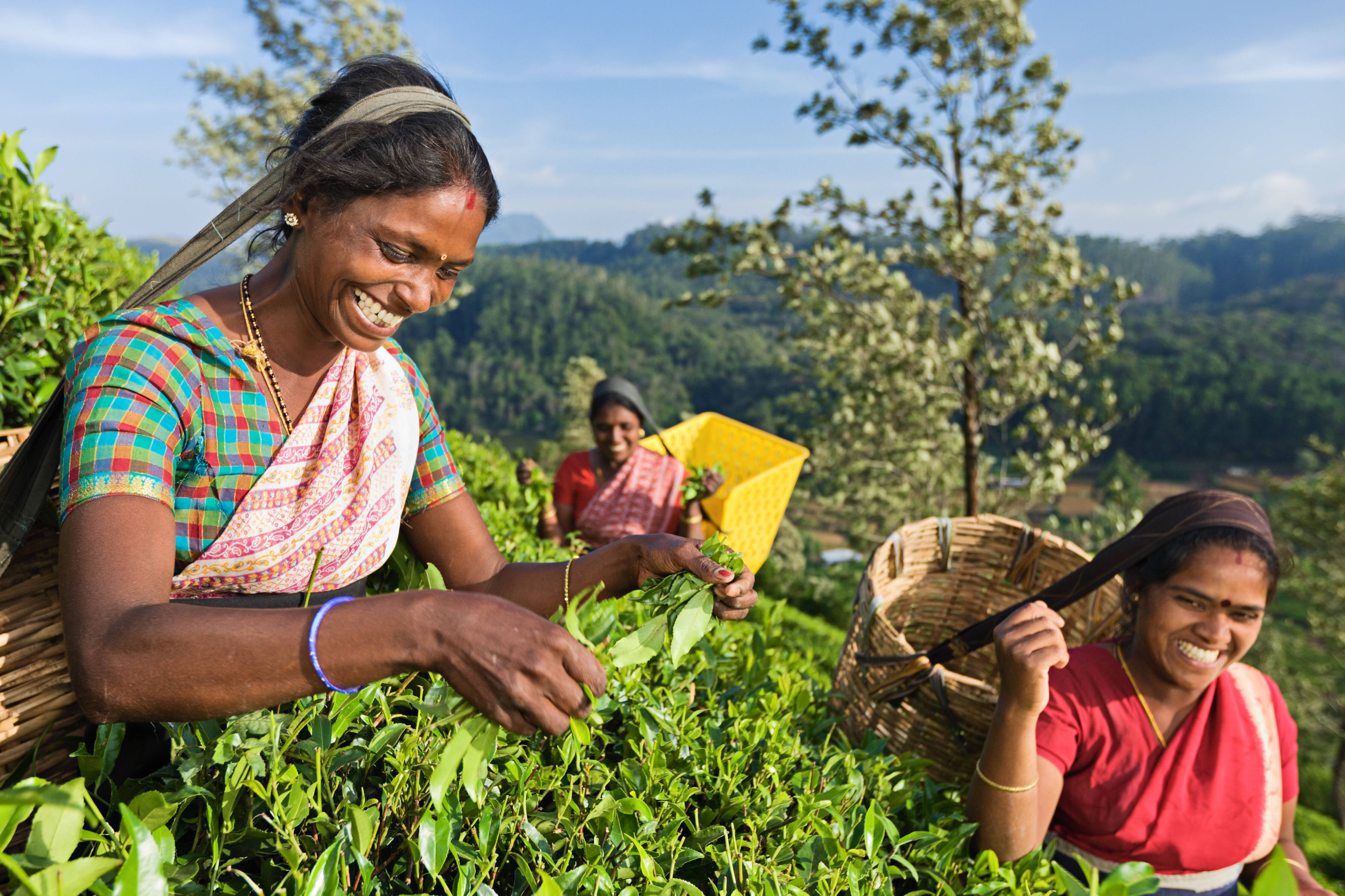 Sri-Lanka-Nuwara-Eliya-Theeplukken