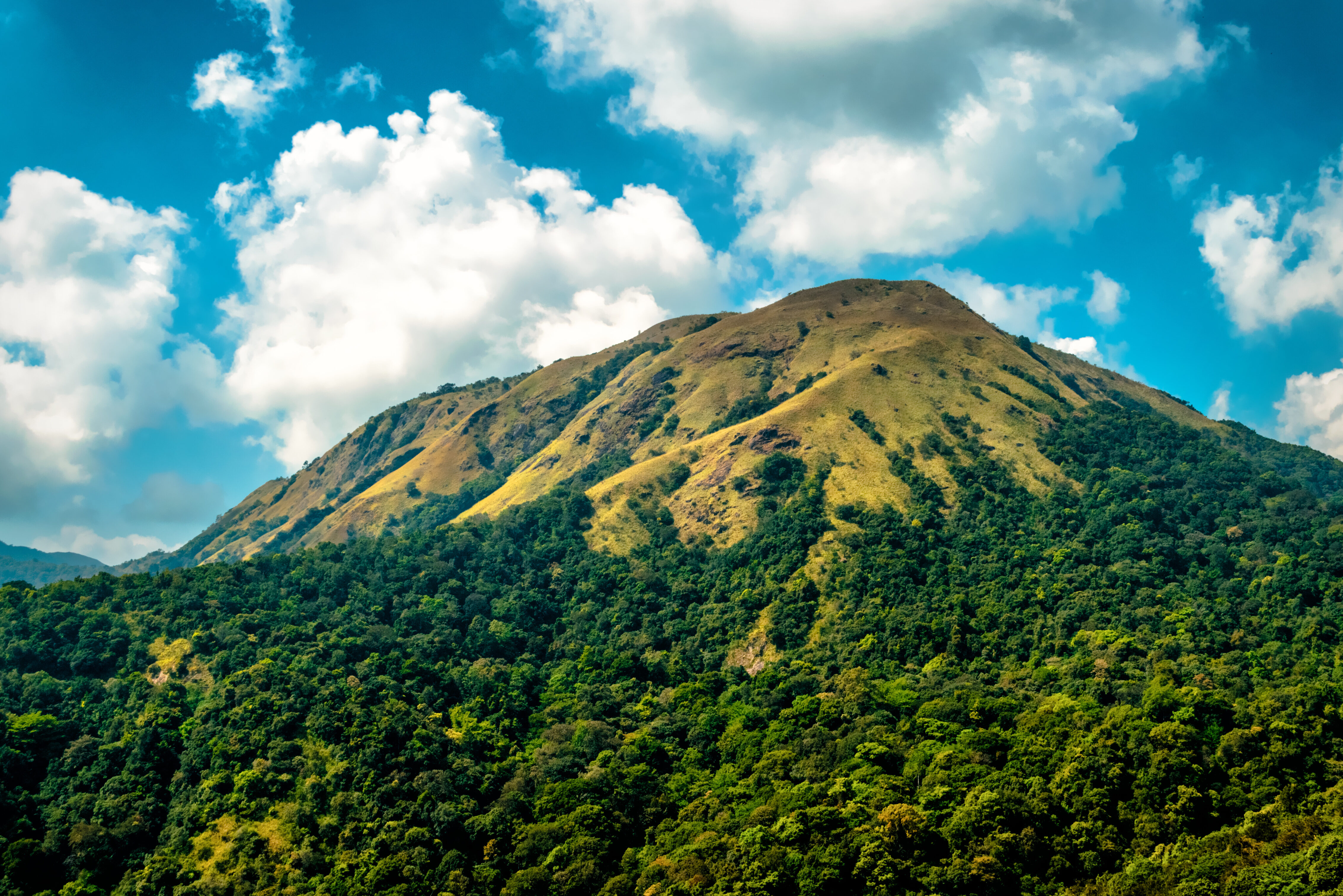 Koffieheuvels in Chikmagalur Karnataka