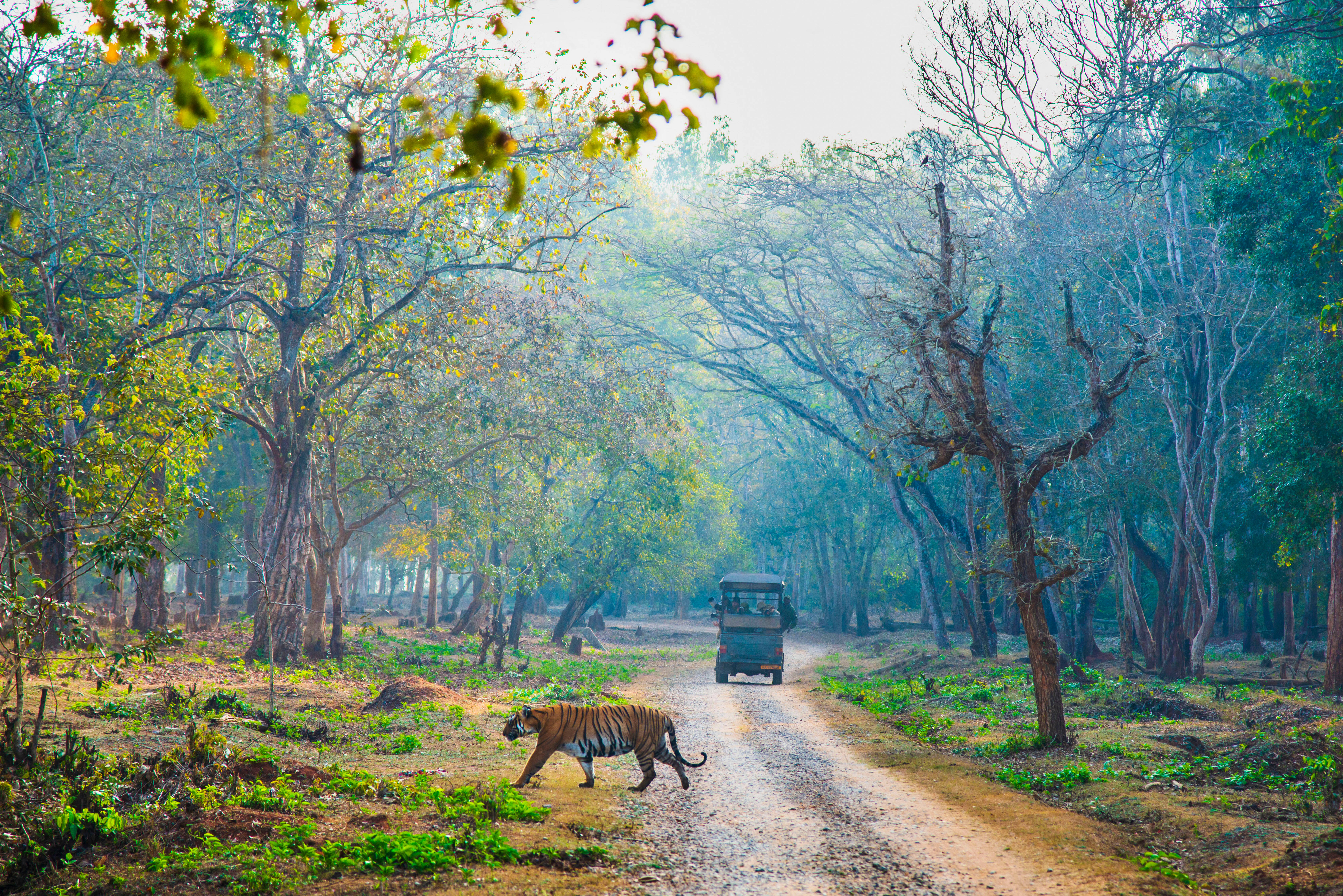 Nagarhole tijgerreservaat in Karnataka