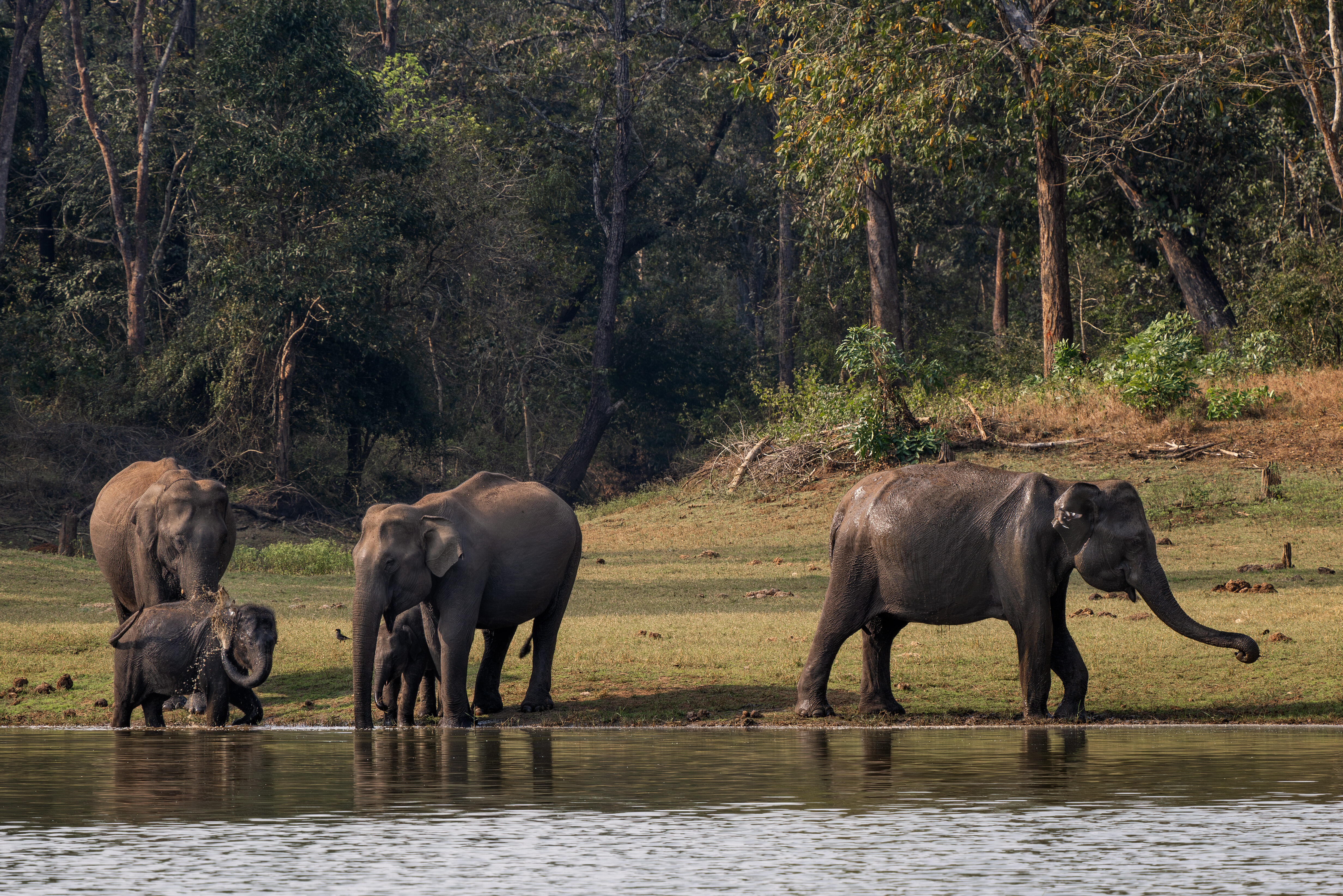Olifanten in Nagarhole natuurreservaat Karnataka