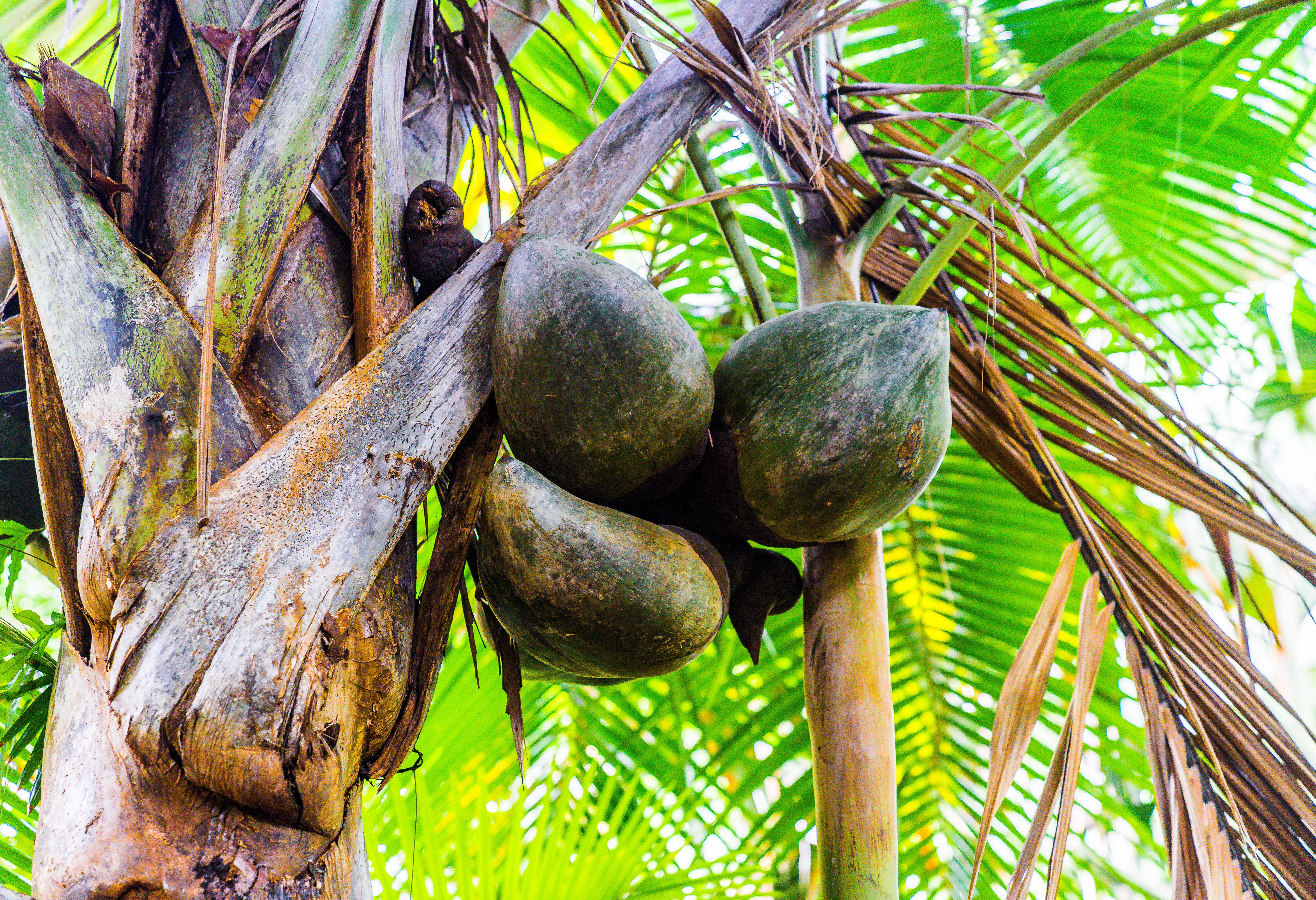 Seychellen Silhouette Cruises Coco De Mer