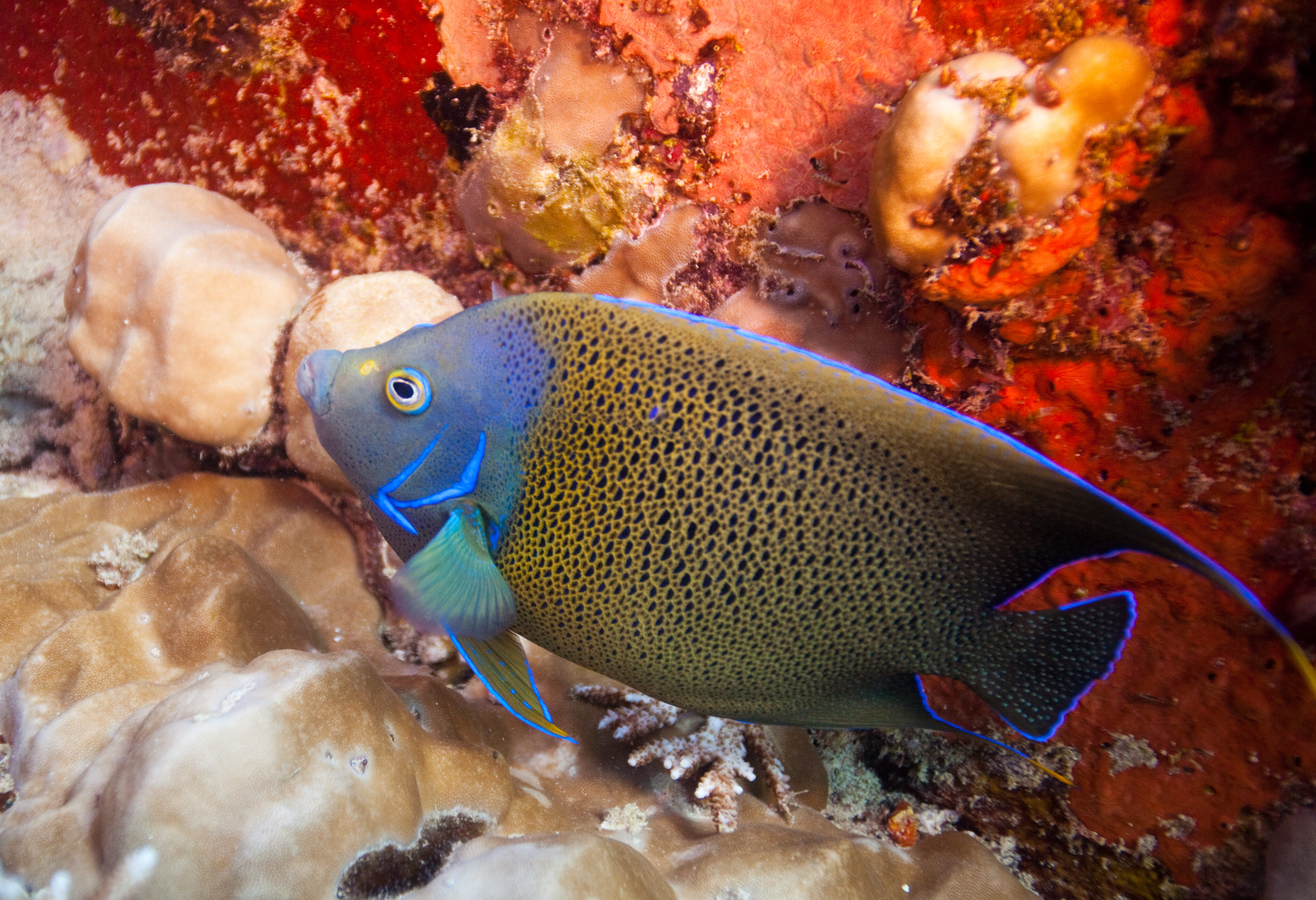 Seychellen Silhouette Cruises Onderwaterwereld