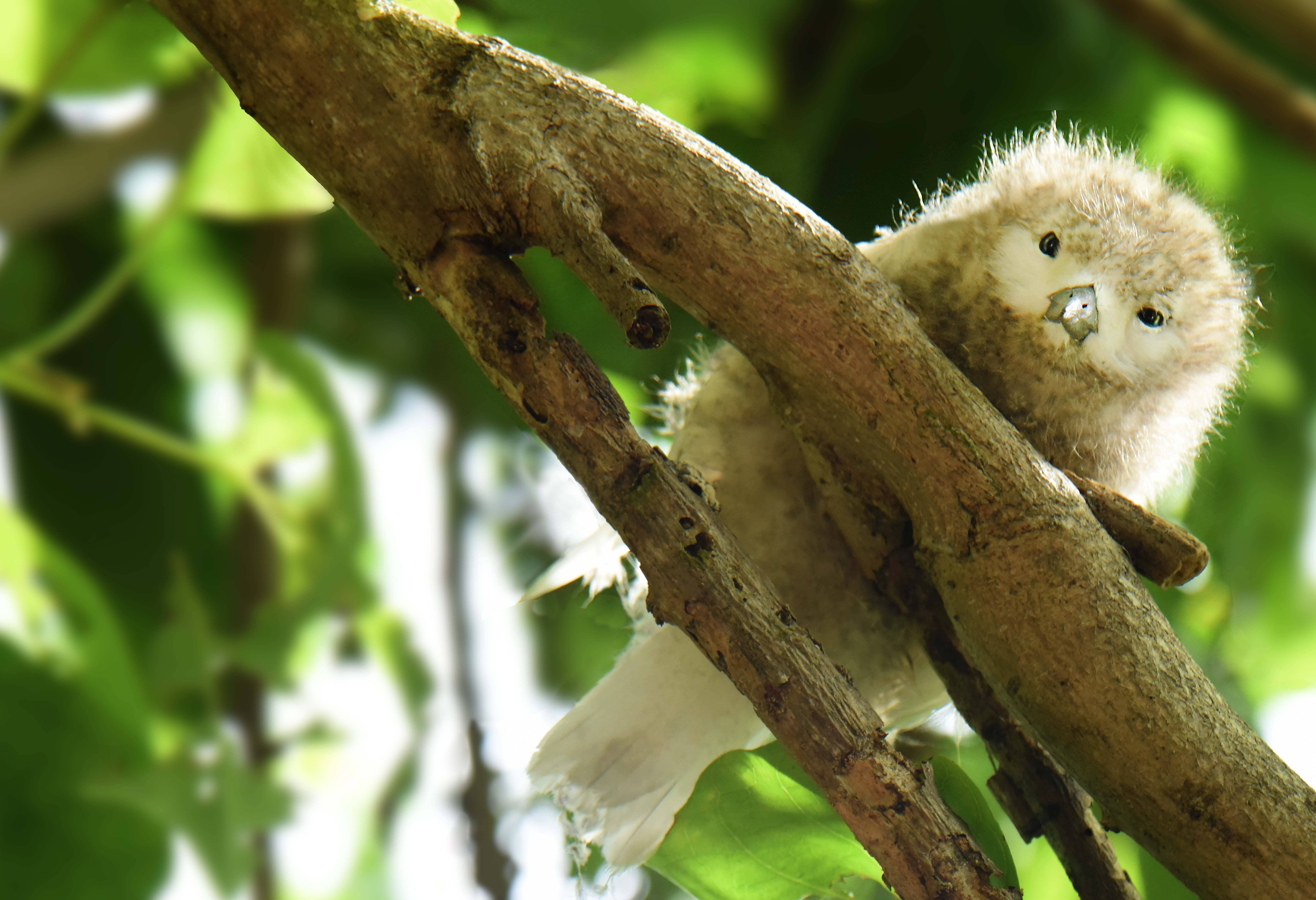 Seychellen Silhouette Cruises Aride