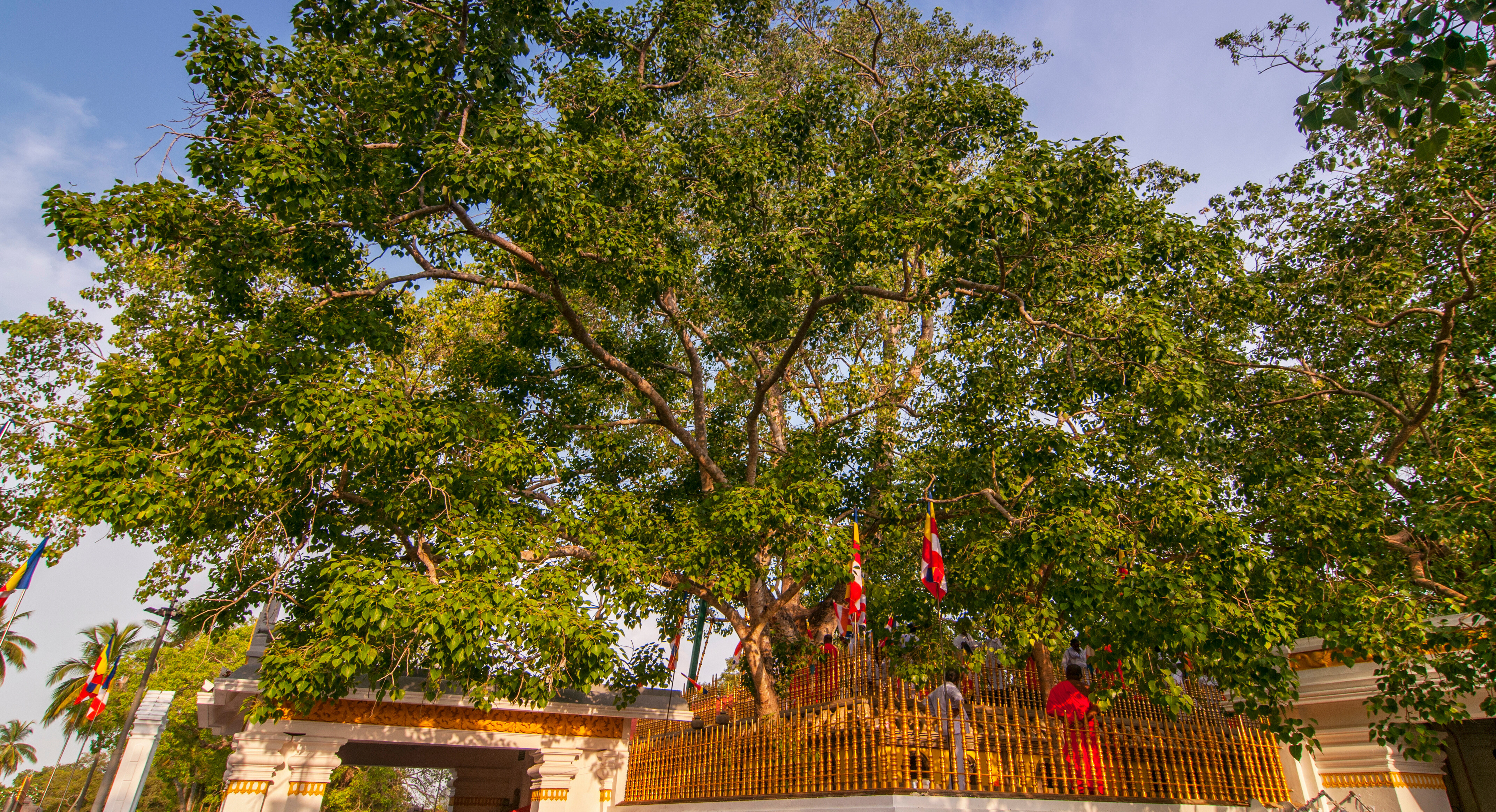 Sri-Lanka-Sri-Maha-Bodhi