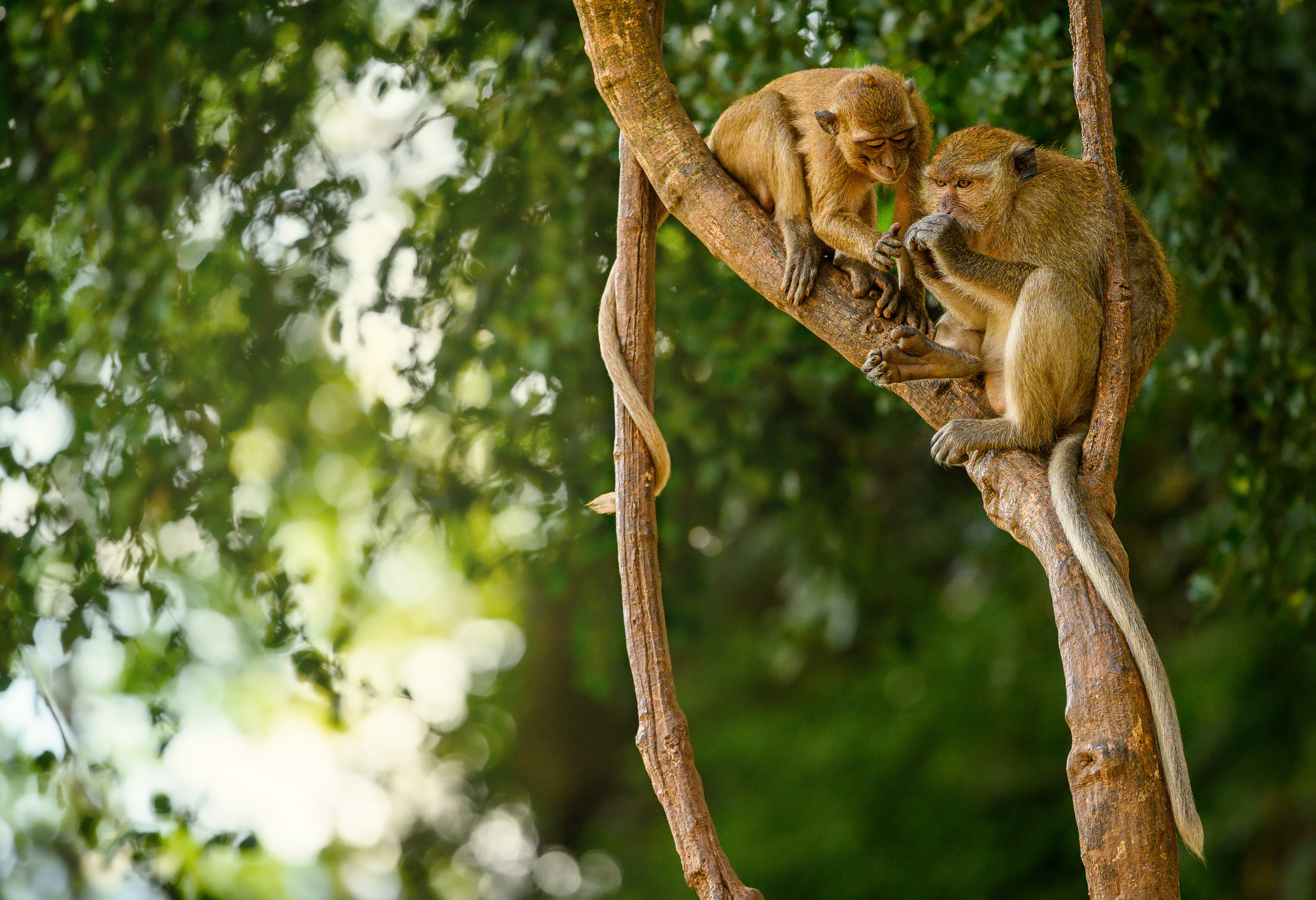Apen in het Khao Sok nationaal park