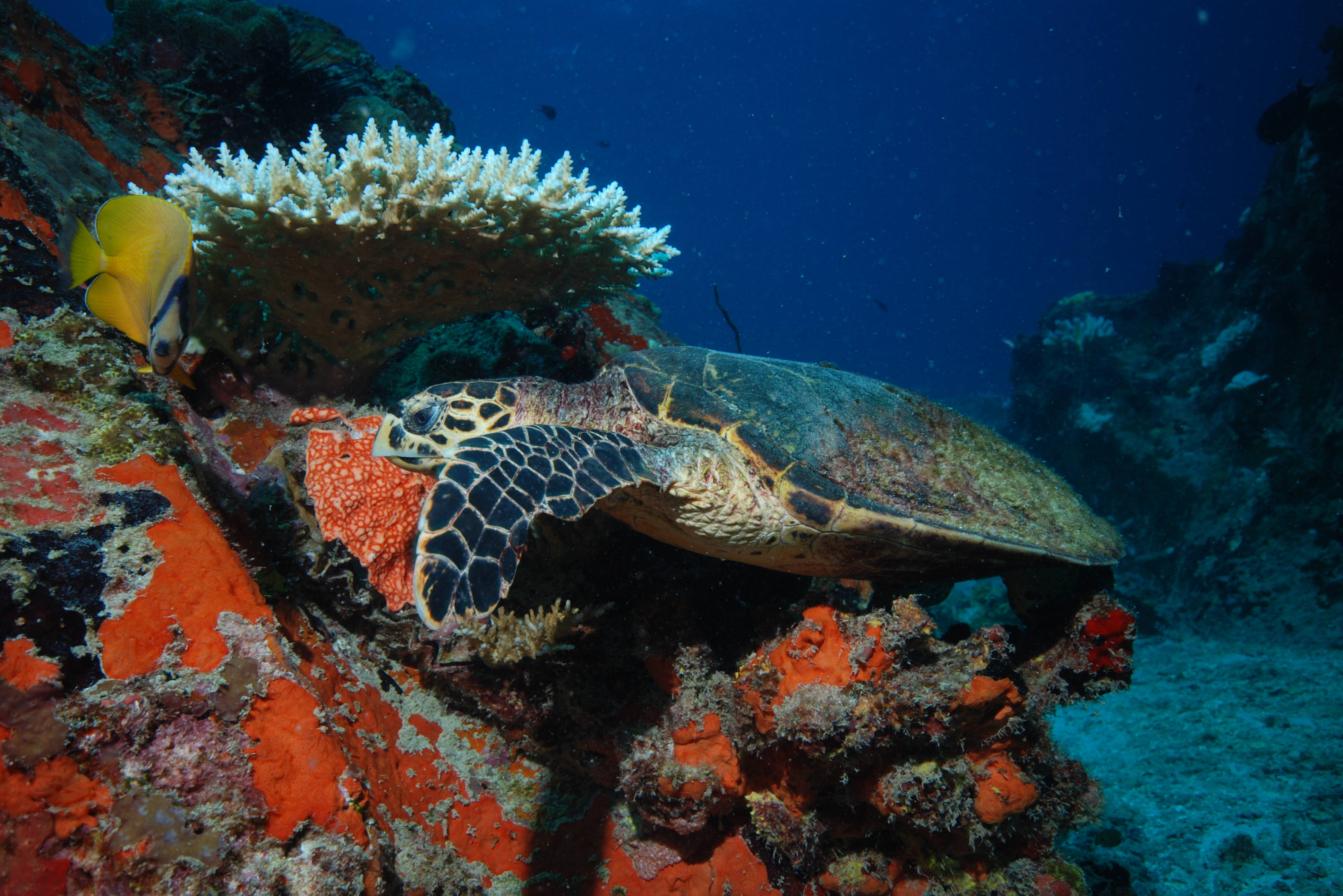 Seychellen Silhouette Cruises Onderwaterwereld