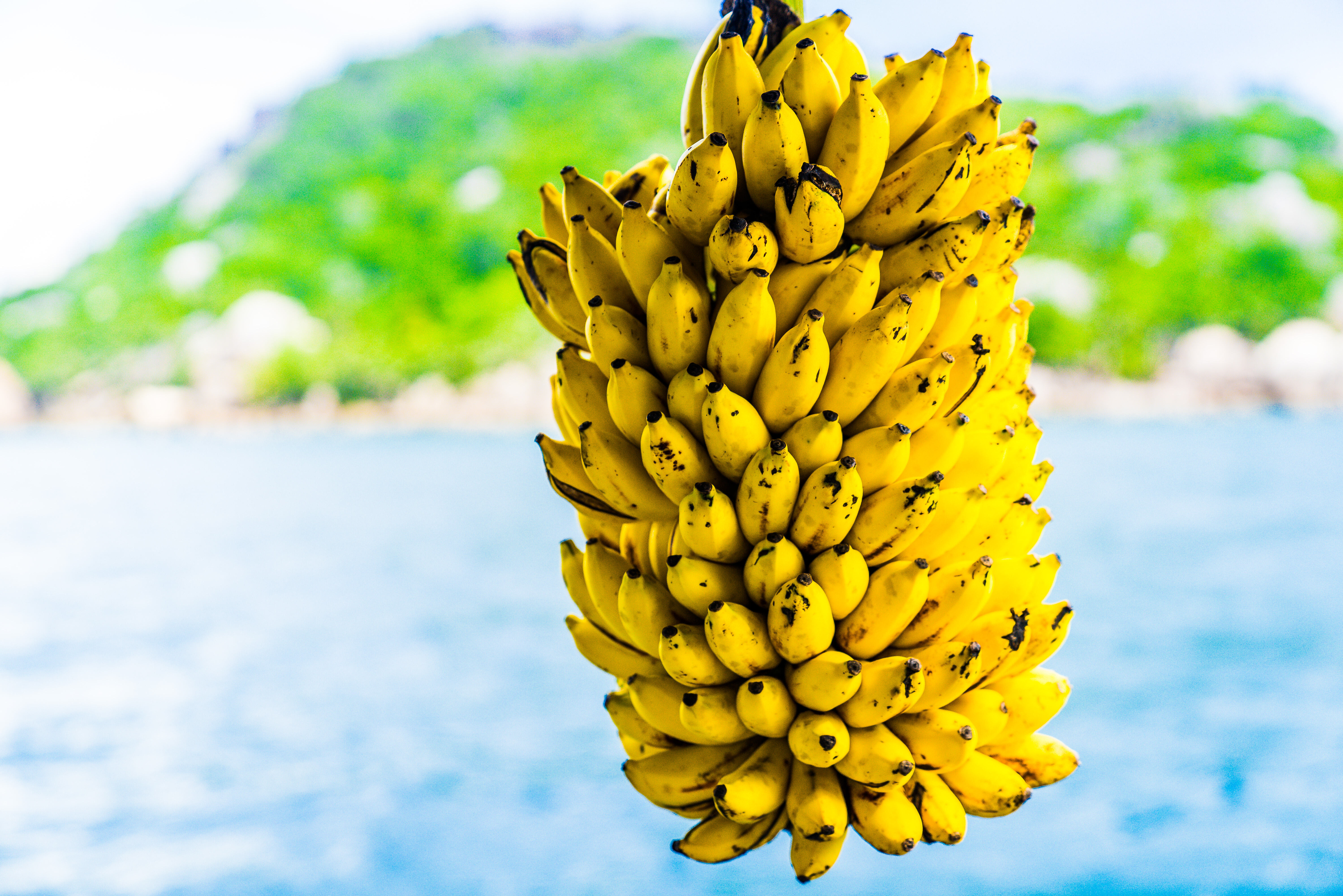 Seychellen Silhouette Cruises Bananen