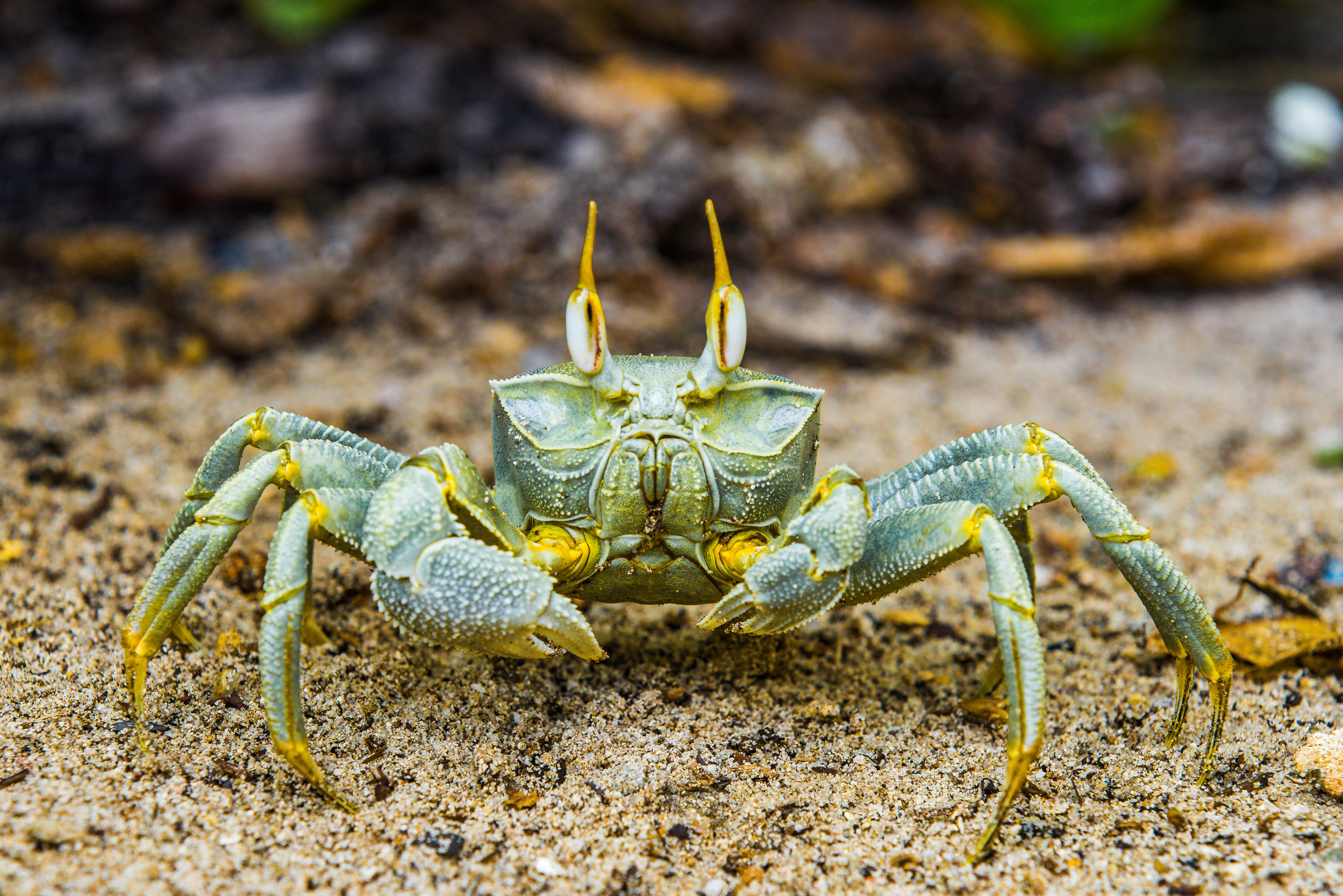 Seychellen Silhouette Cruises Krab