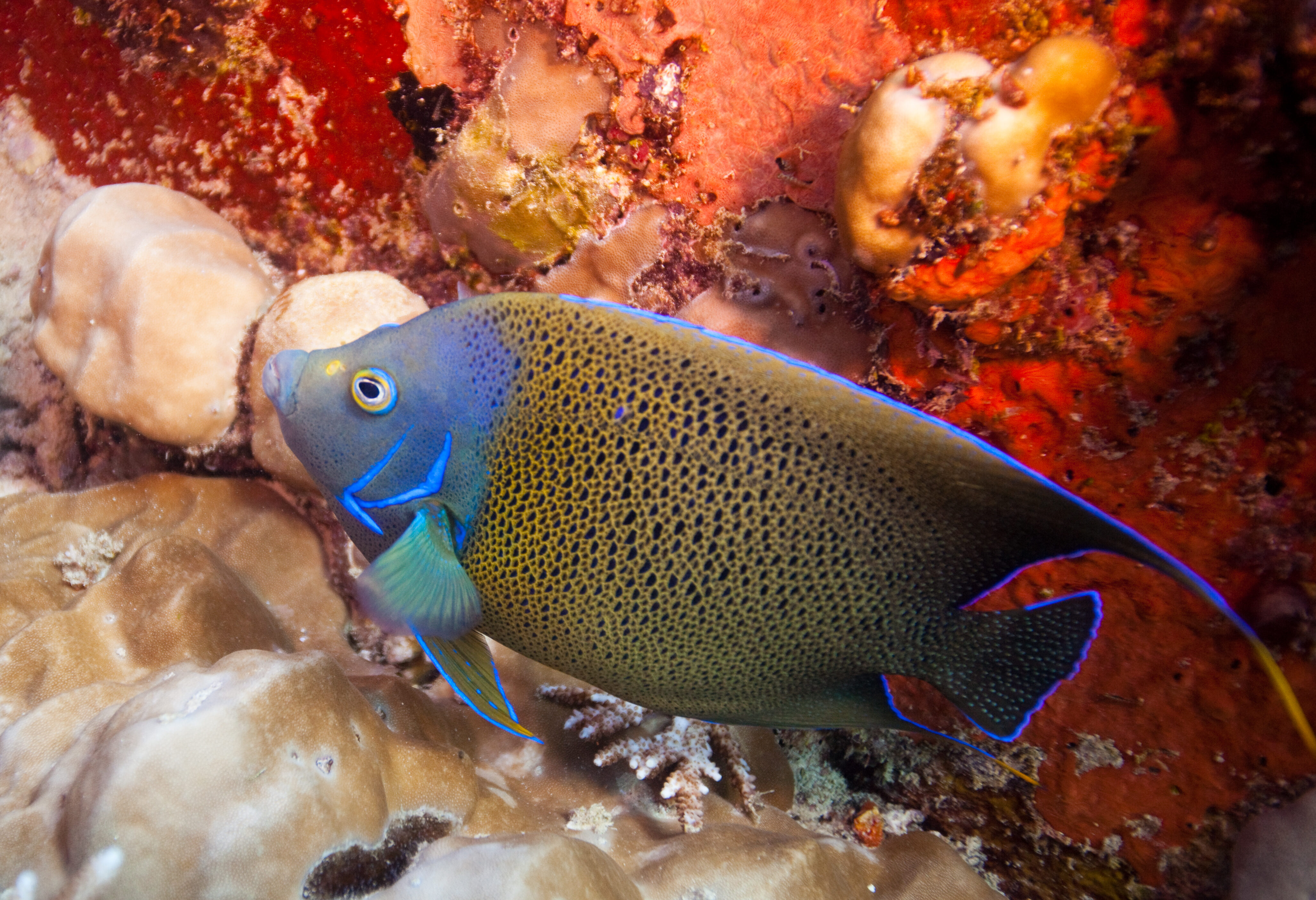 Seychellen Silhouette Cruises Onderwaterwereld