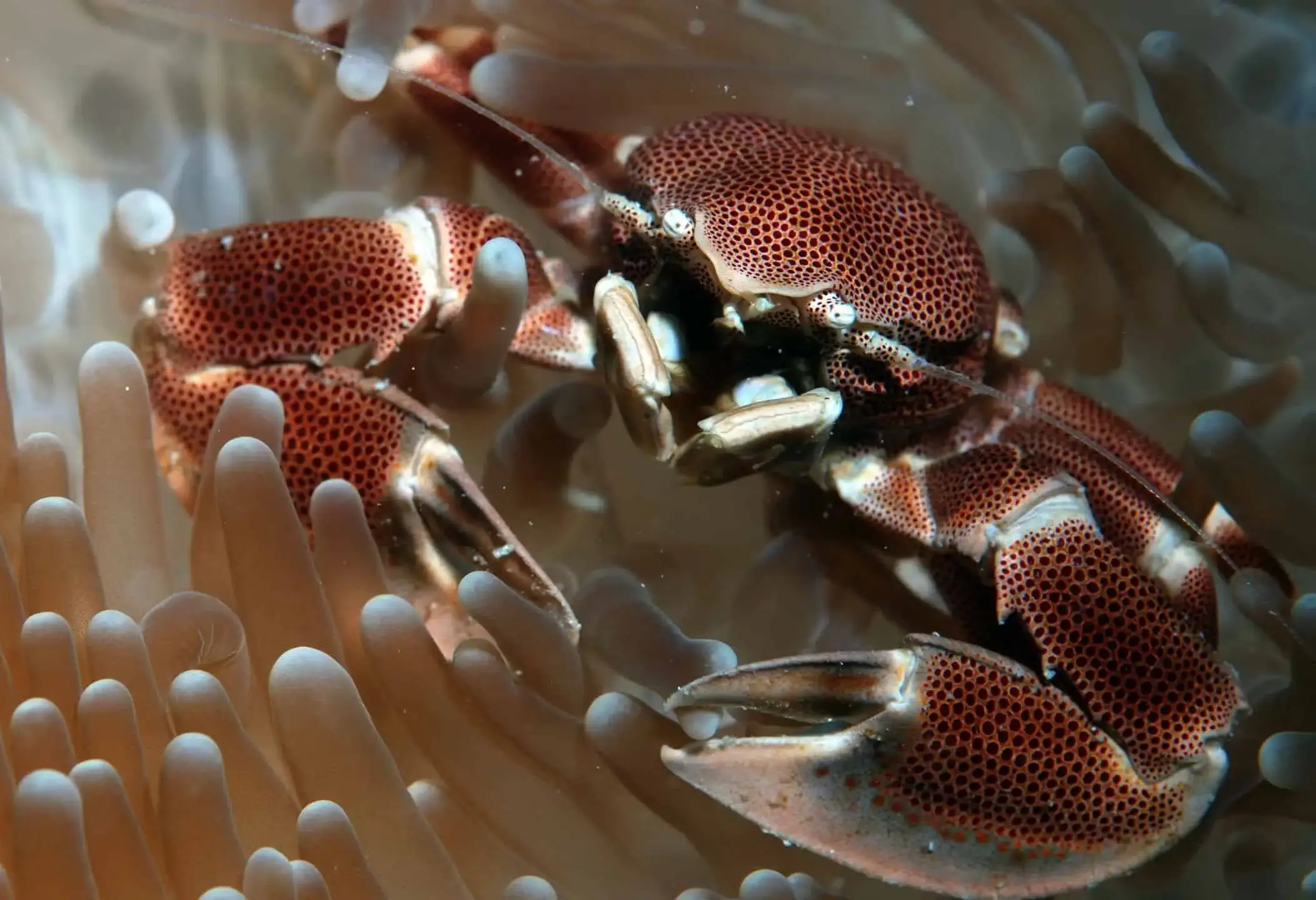 Seychellen Silhouette Cruises Onderwaterwereld