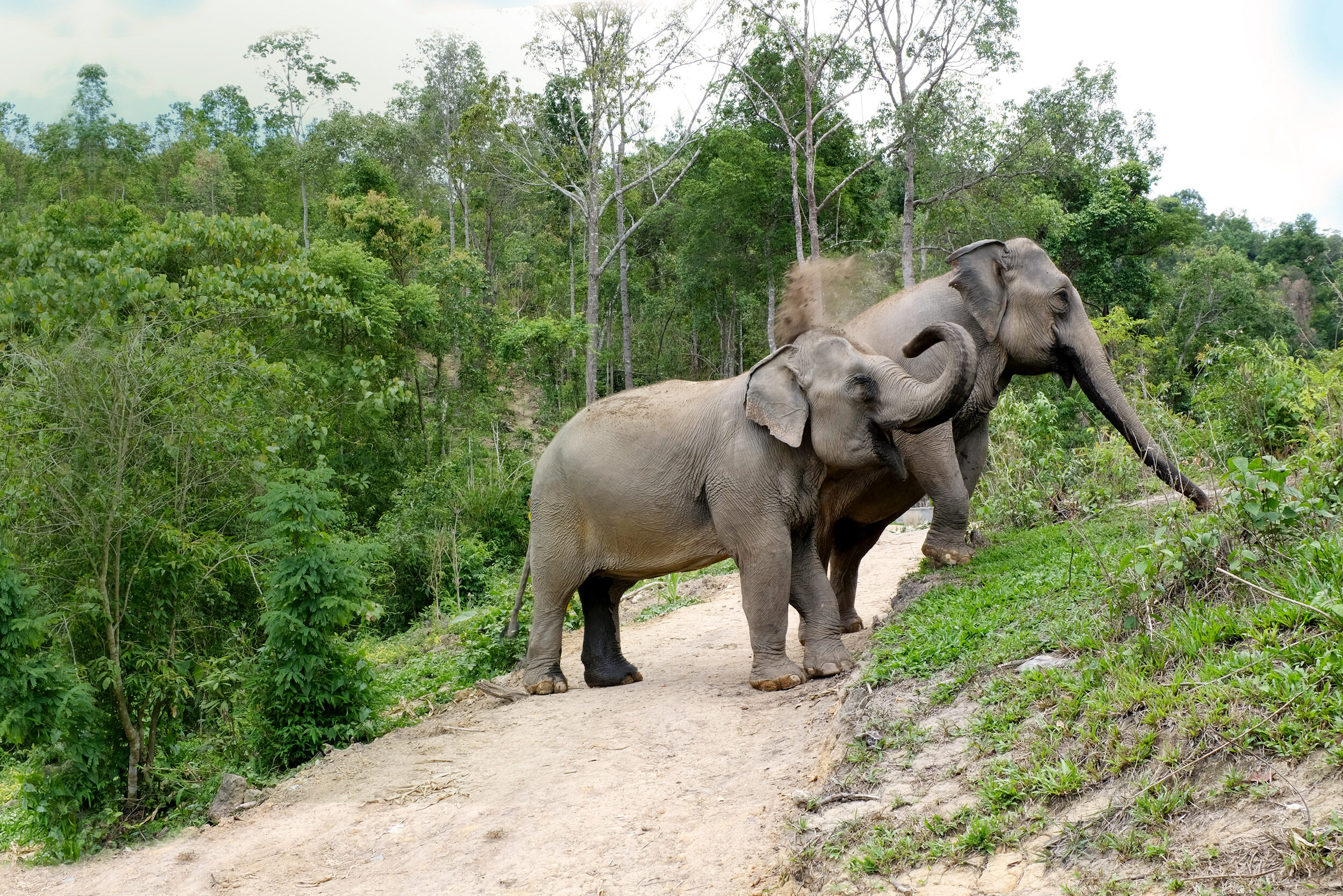 Olifanten in Changchill bij Chiang Mai
