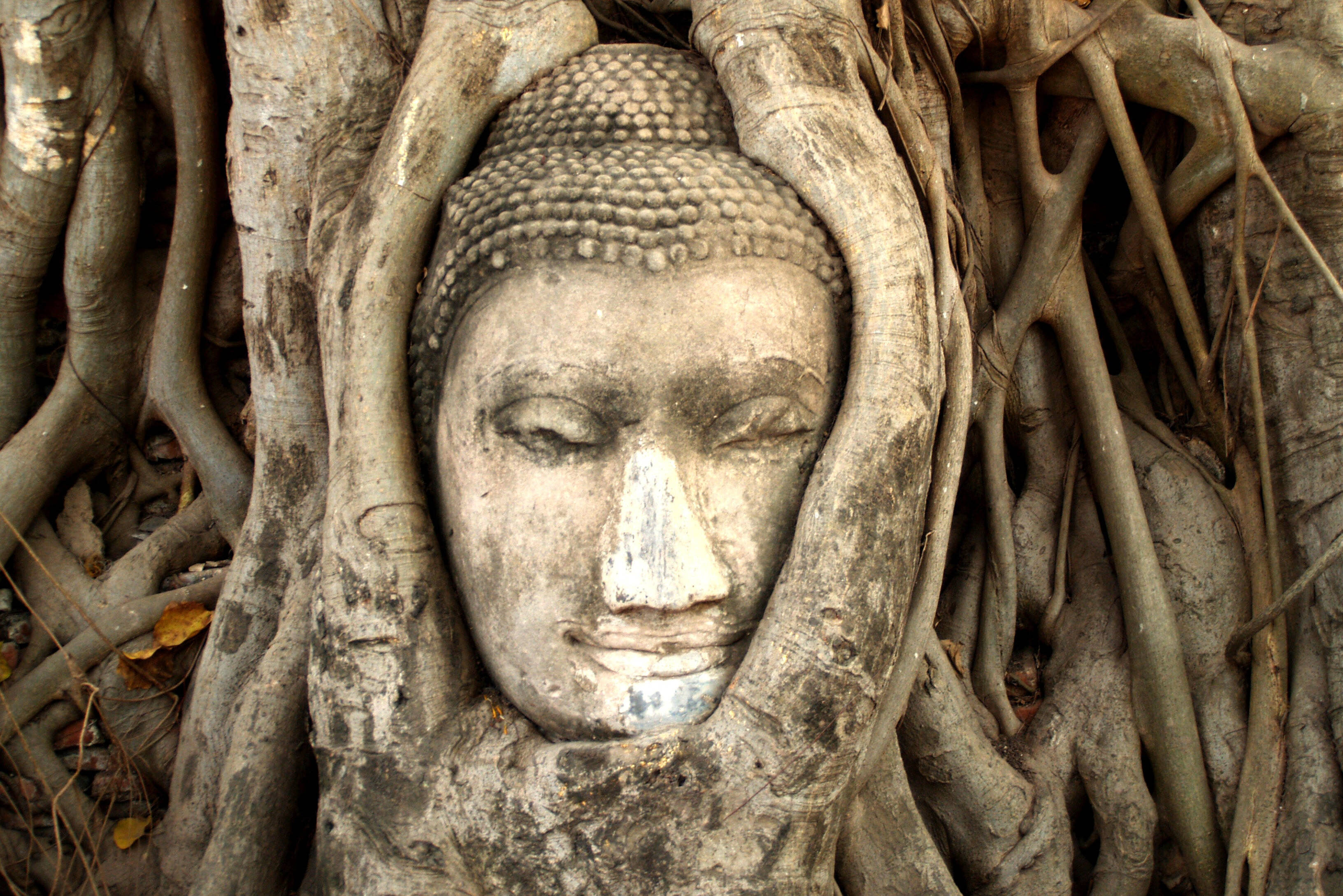Boeddha in de boom Wat Mahathat Ayutthaya