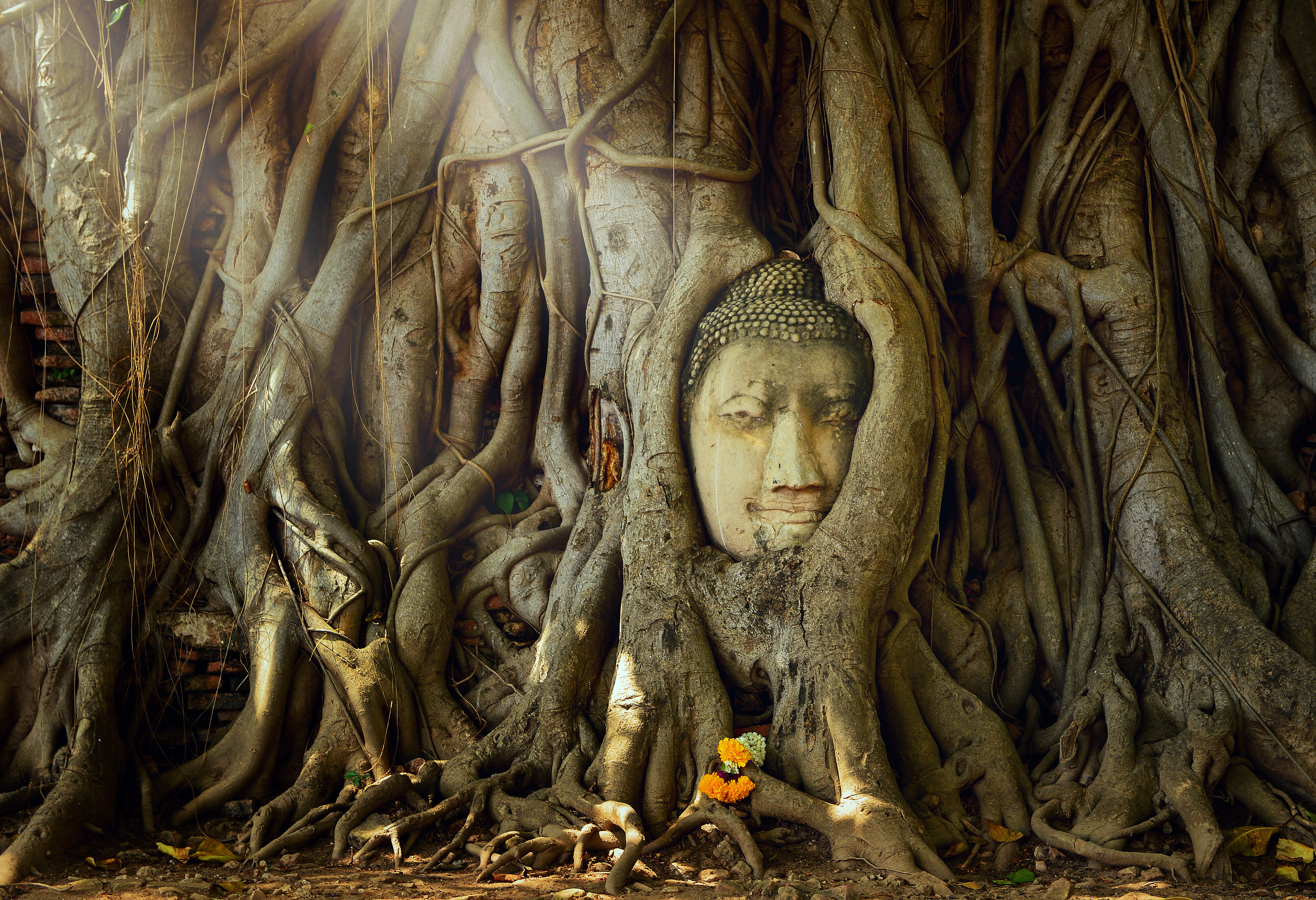 Boeddha hoofd Wat Mahathat Ayutthaya