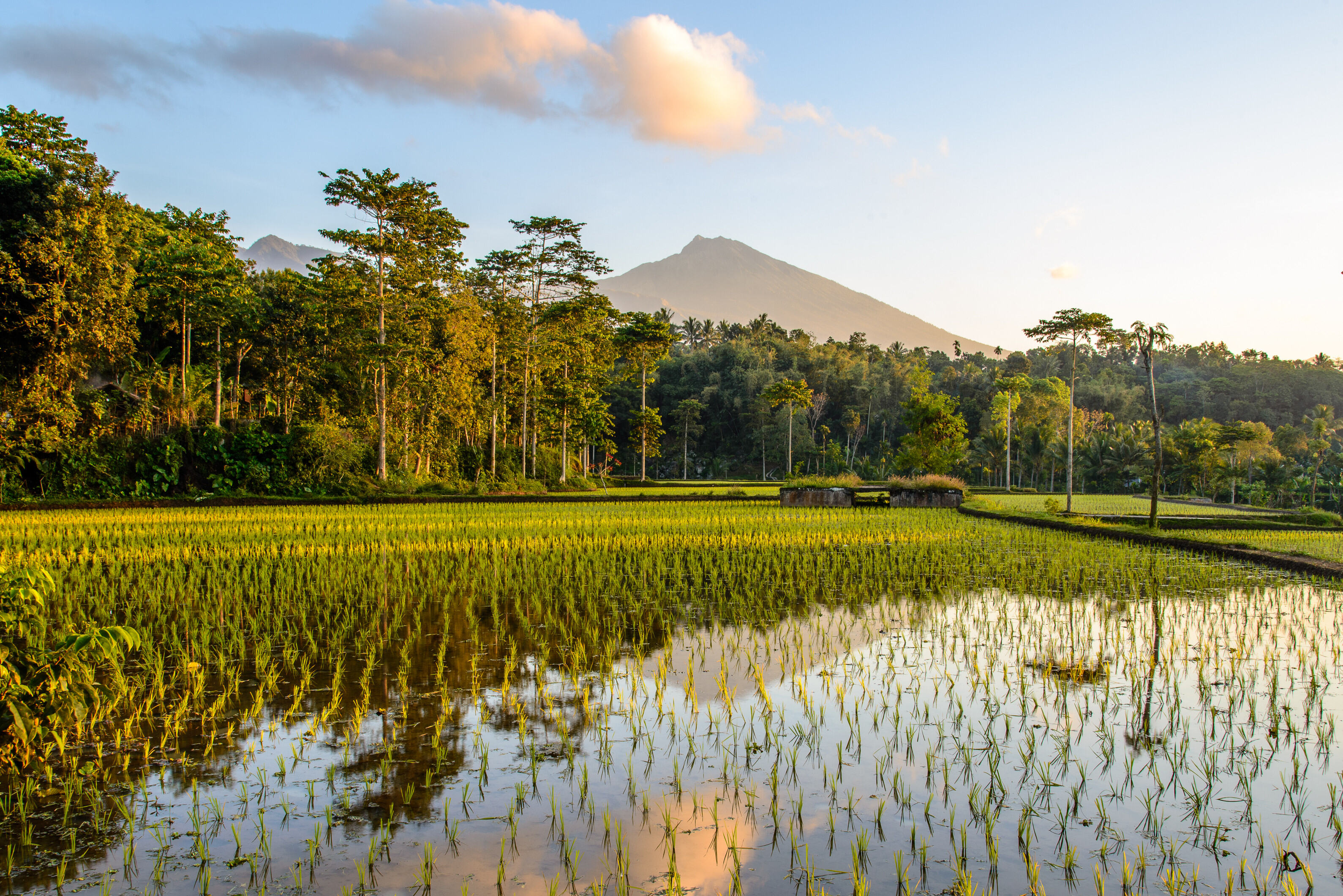 Platteland met rijsvelden op Lombok in Indonesie