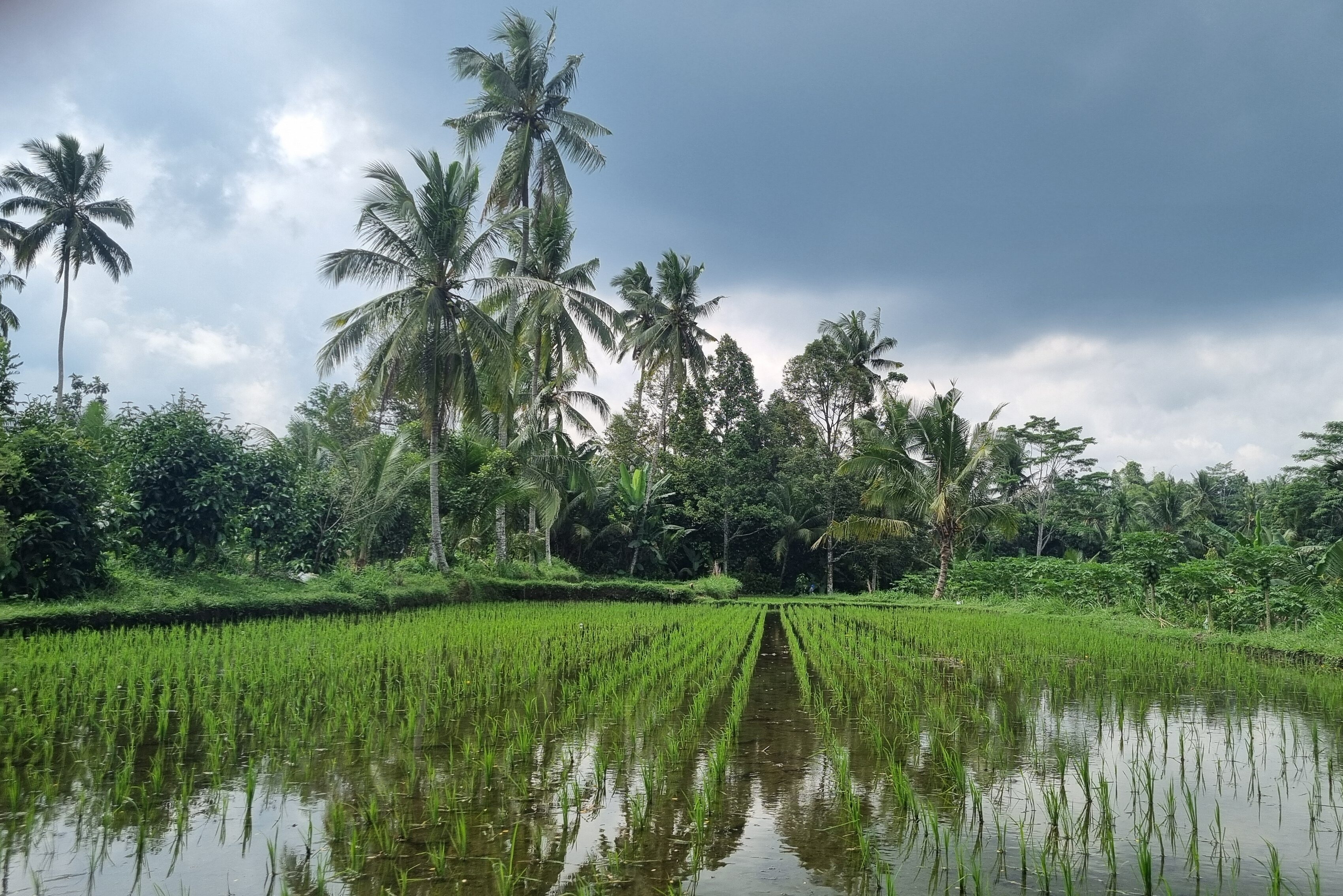 Landschap van rijstvelden tijdens fietstour op Lombok