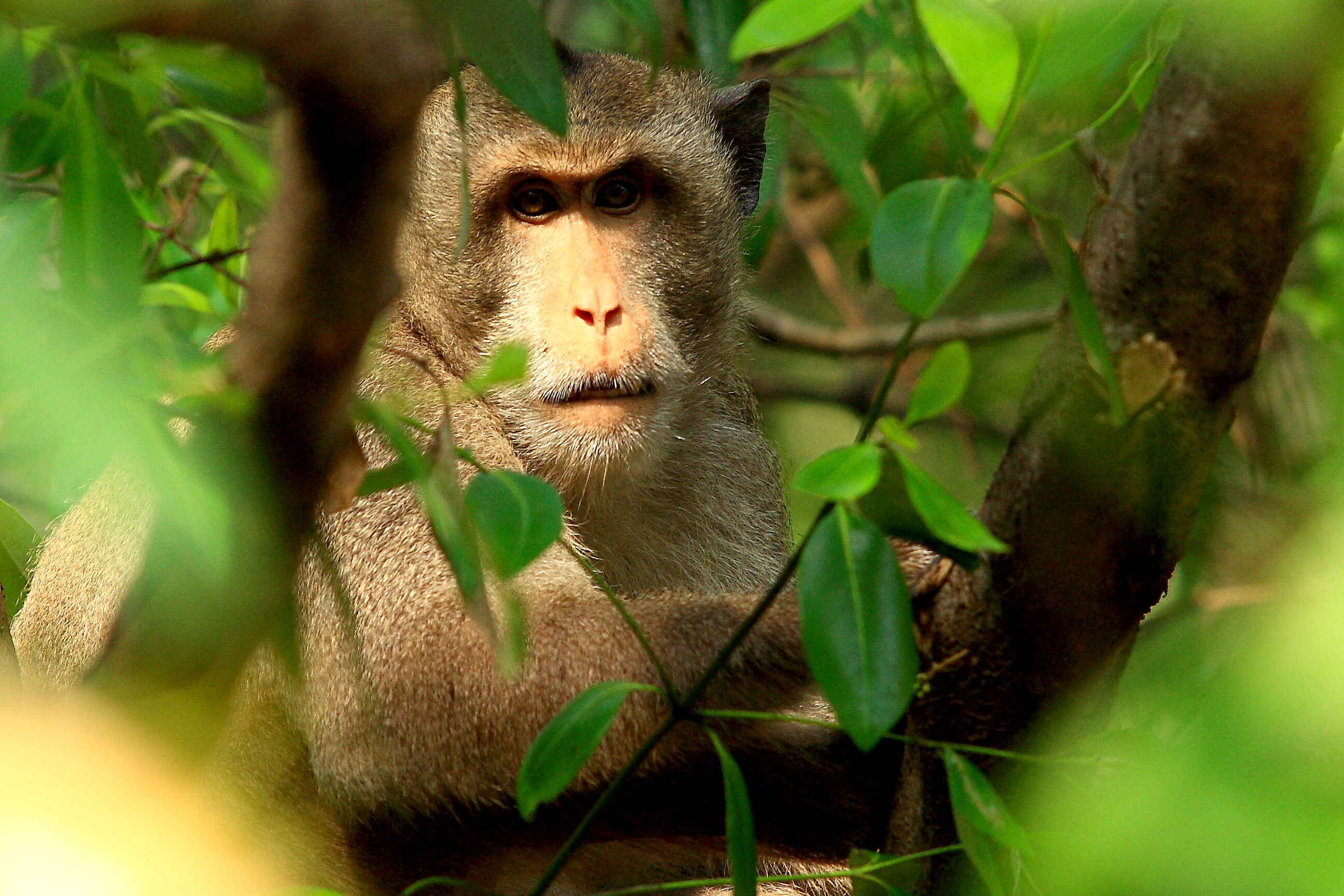 Makaak in de jungle van Chiang Mai