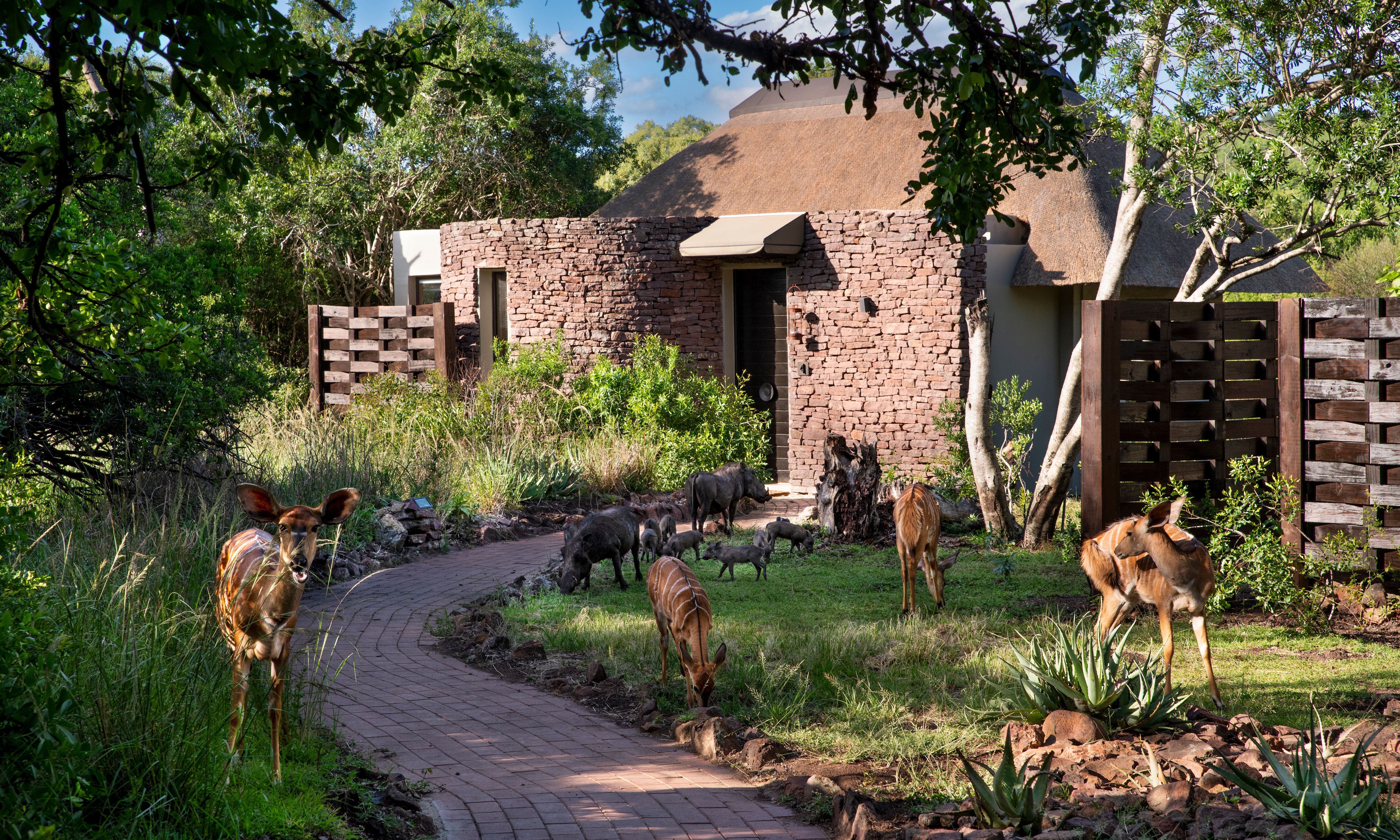 Zuid-Afrika-Phinda-Private-Game-Reserve-Phinda-Zuka-Lodge-Suite