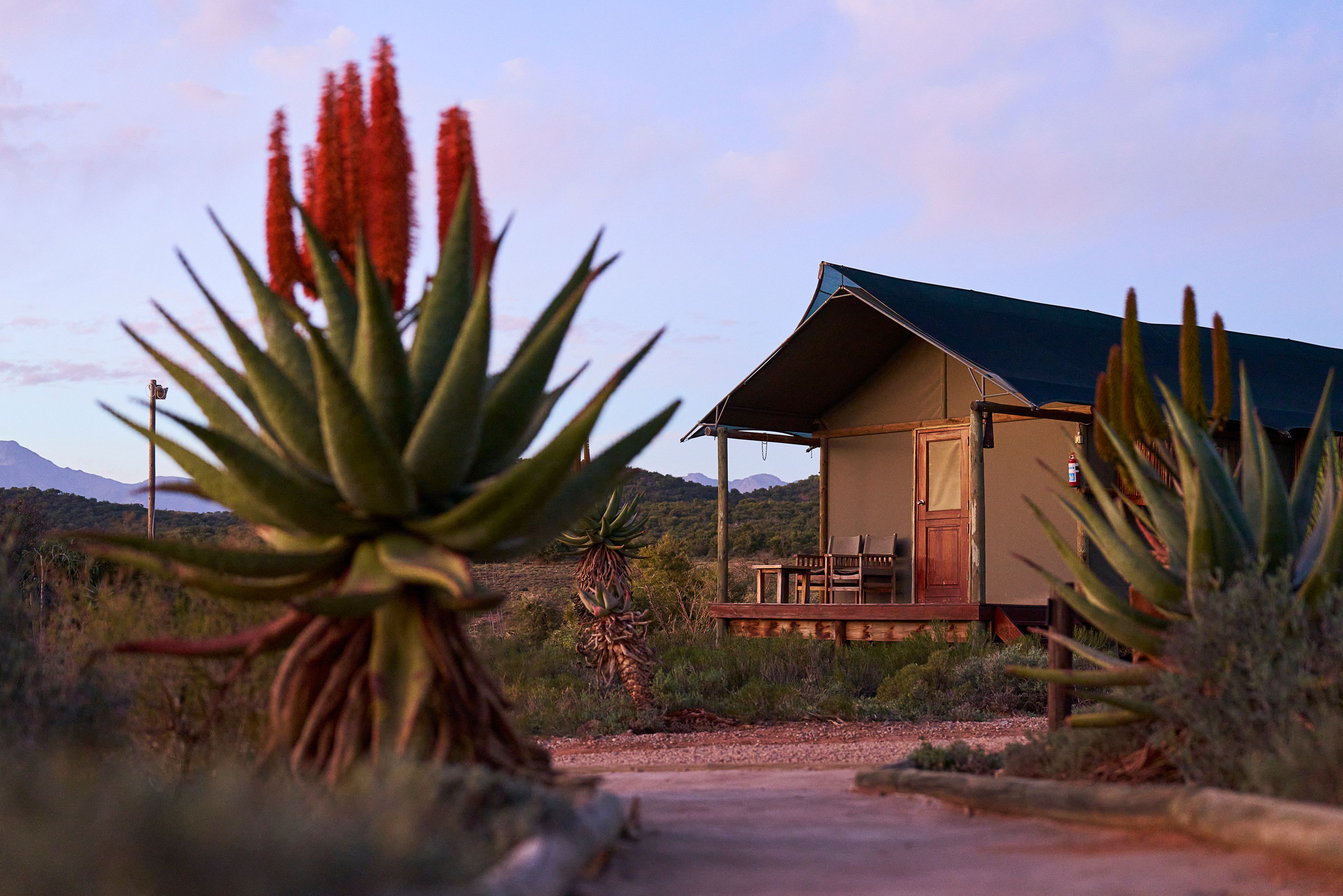 Zuid-Afrika Oudtshoorn Klein Karoo Buffelsdrift Game Lodge Tent