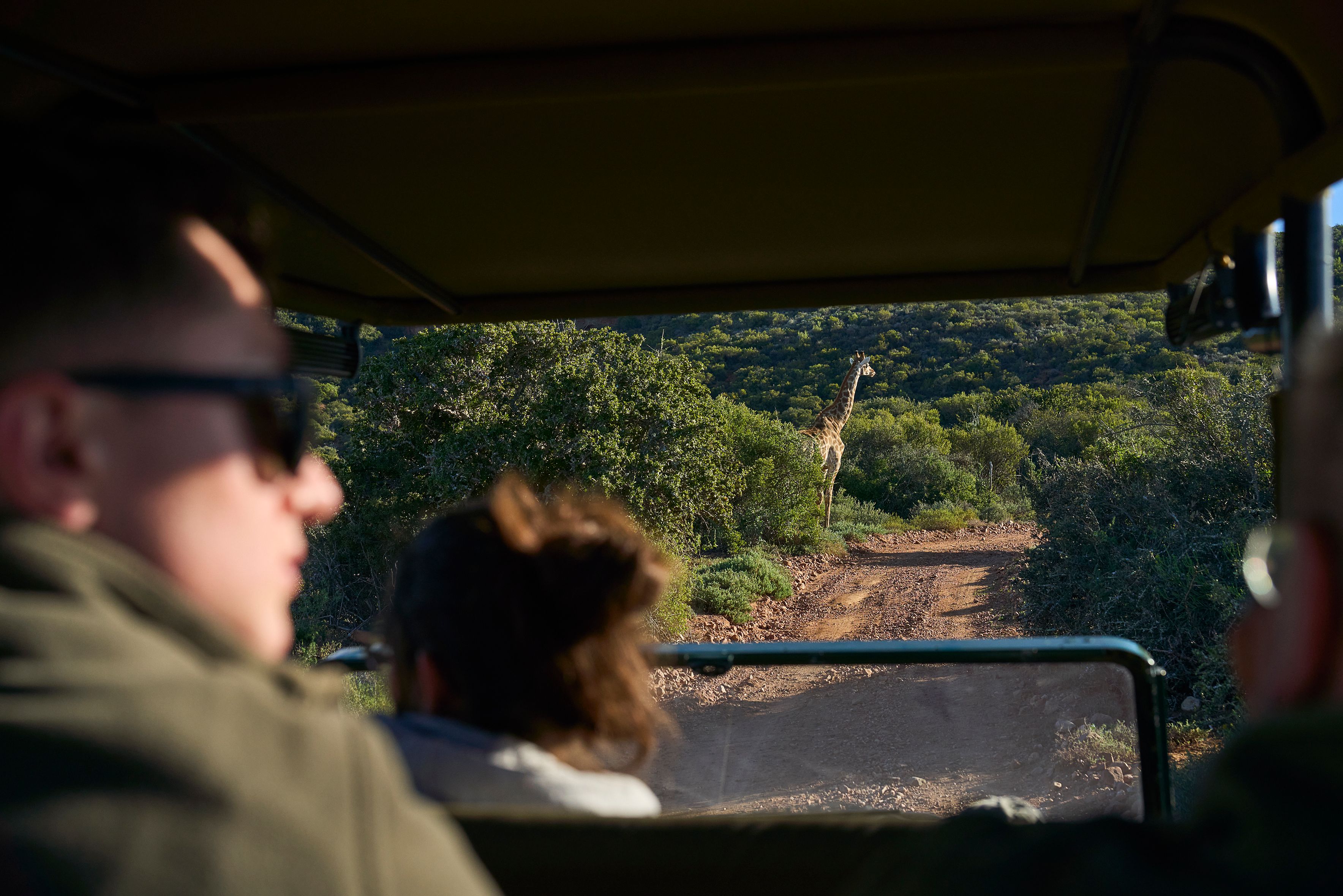 Zuid-Afrika Oudtshoorn Klein Karoo Buffelsdrift Game Lodge Safari