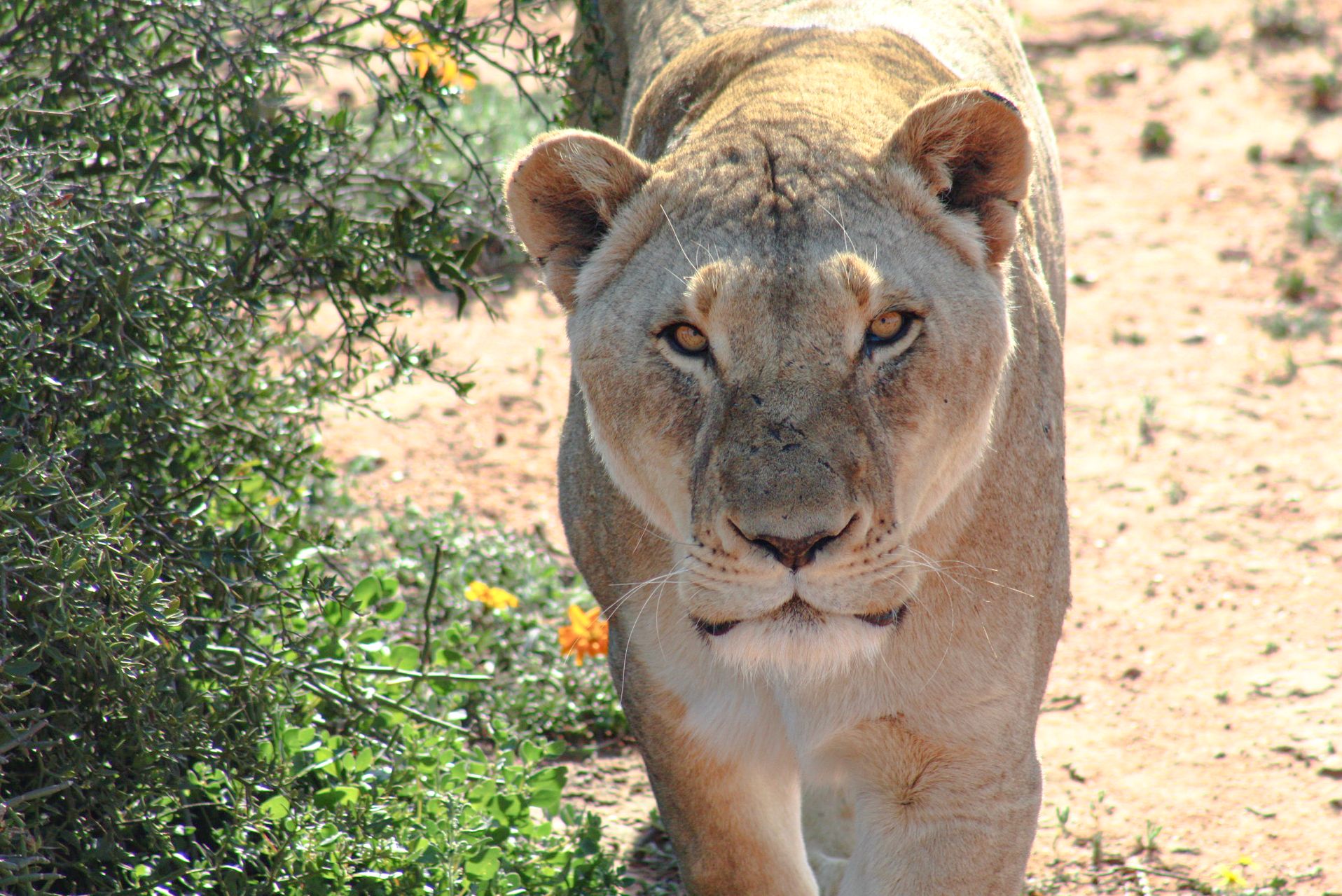 Zuid-Afrika Oudtshoorn Klein Karoo Buffelsdrift Game Lodge Leeuw