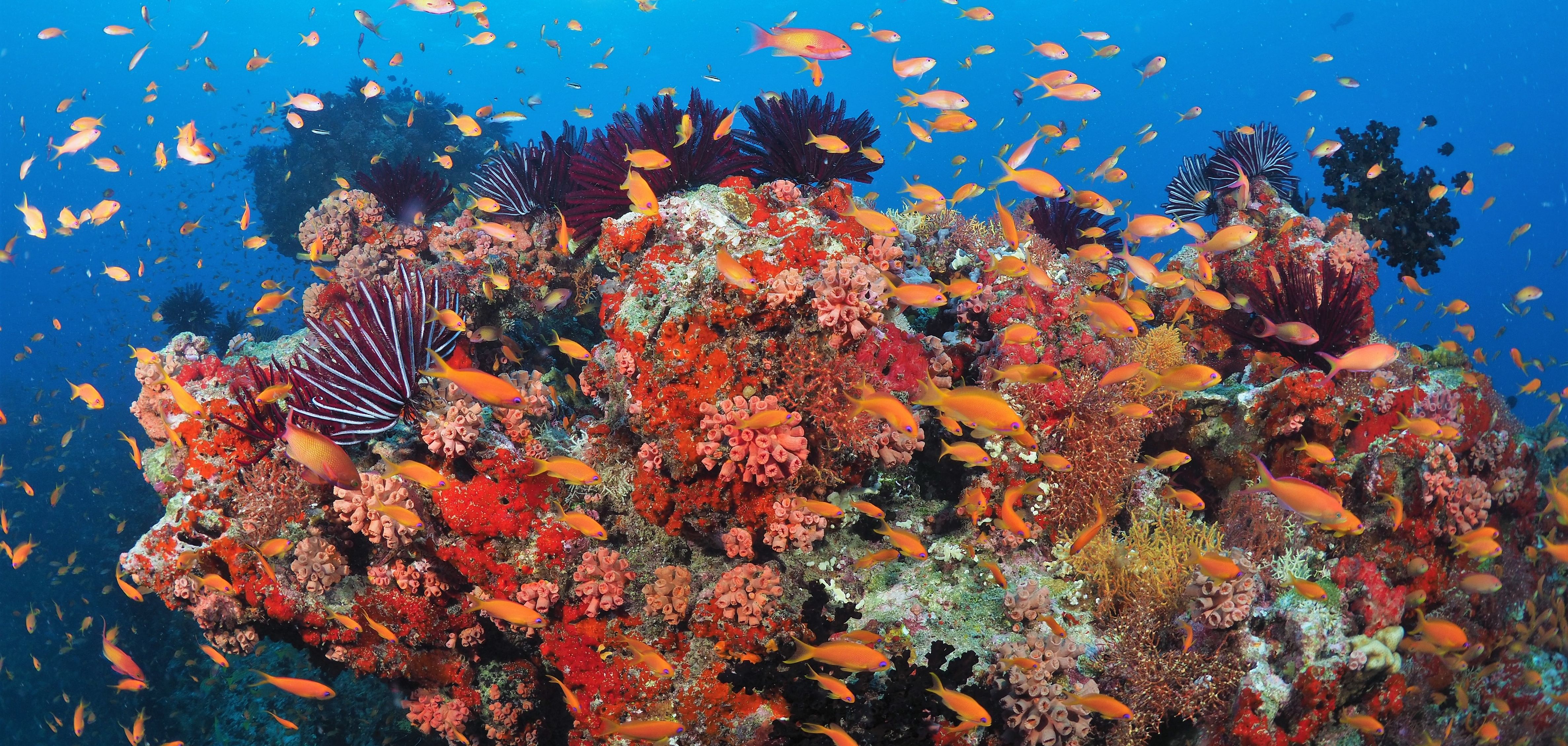 Malediven-Adaaran-Select-Meedhupparu-Koraal-Duiken