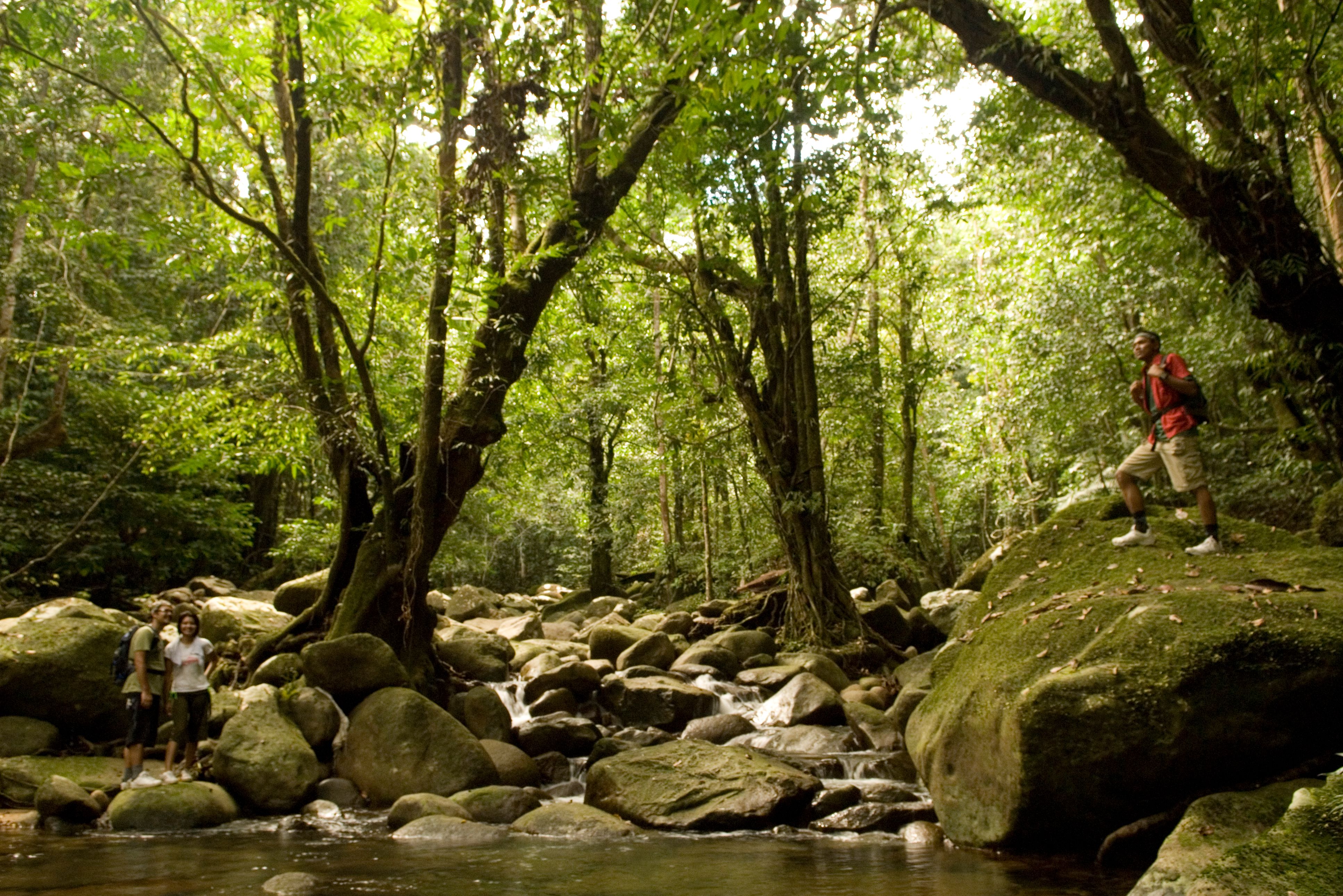 Jungle van Taman Negara