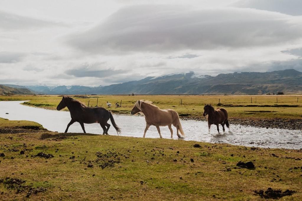 IJsland Hvolsvollur Hotel Fljoshild Paarden