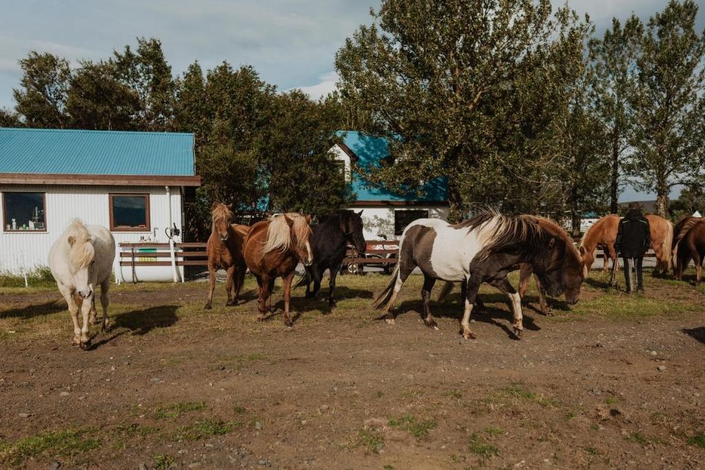 IJsland Hvolsvollur Hotel Fljoshild Paarden