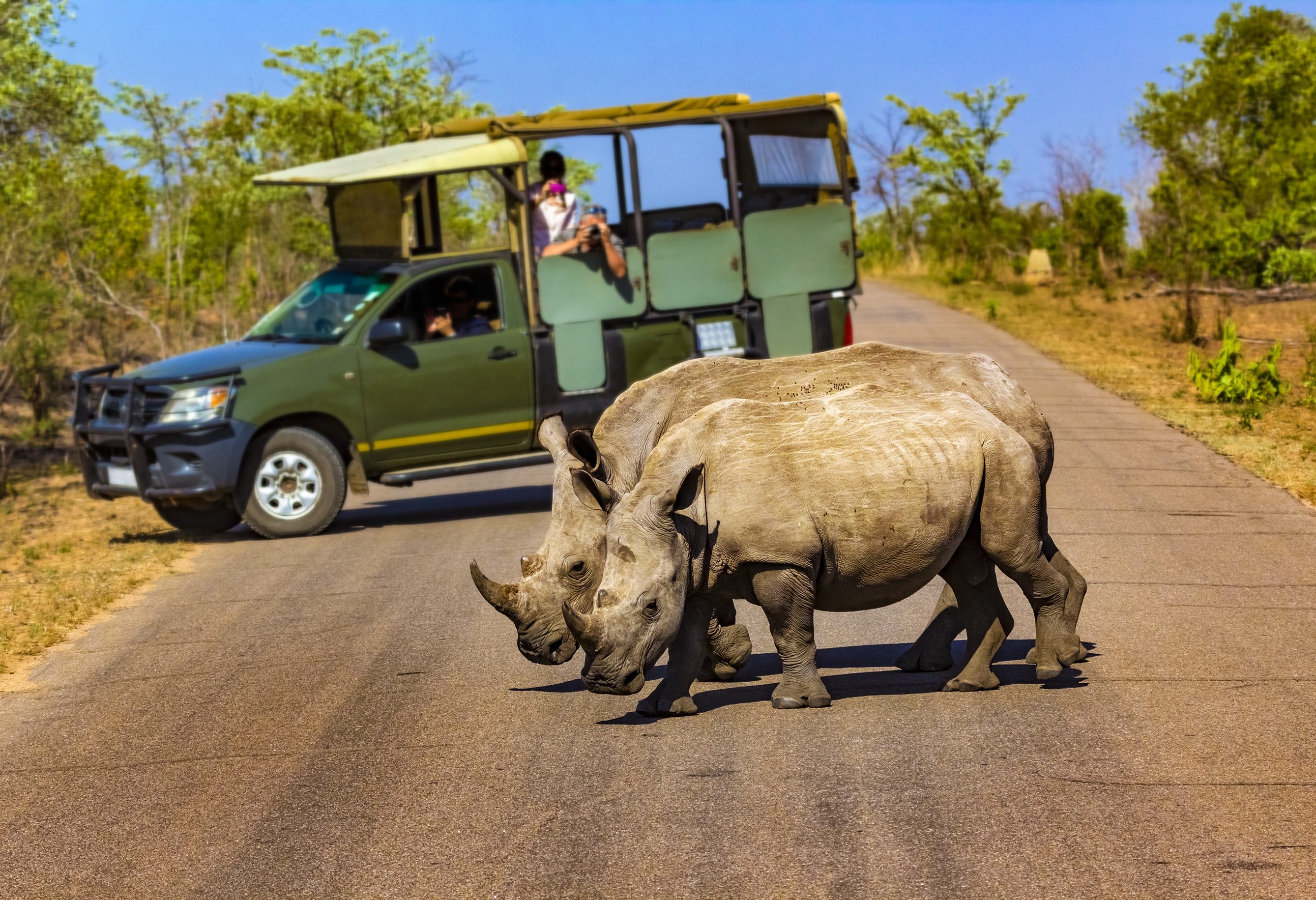 Neushoorns in Kruger Zuid-Afrika