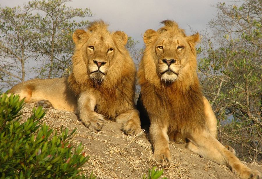 Leeuwen in Zuid-Afrika