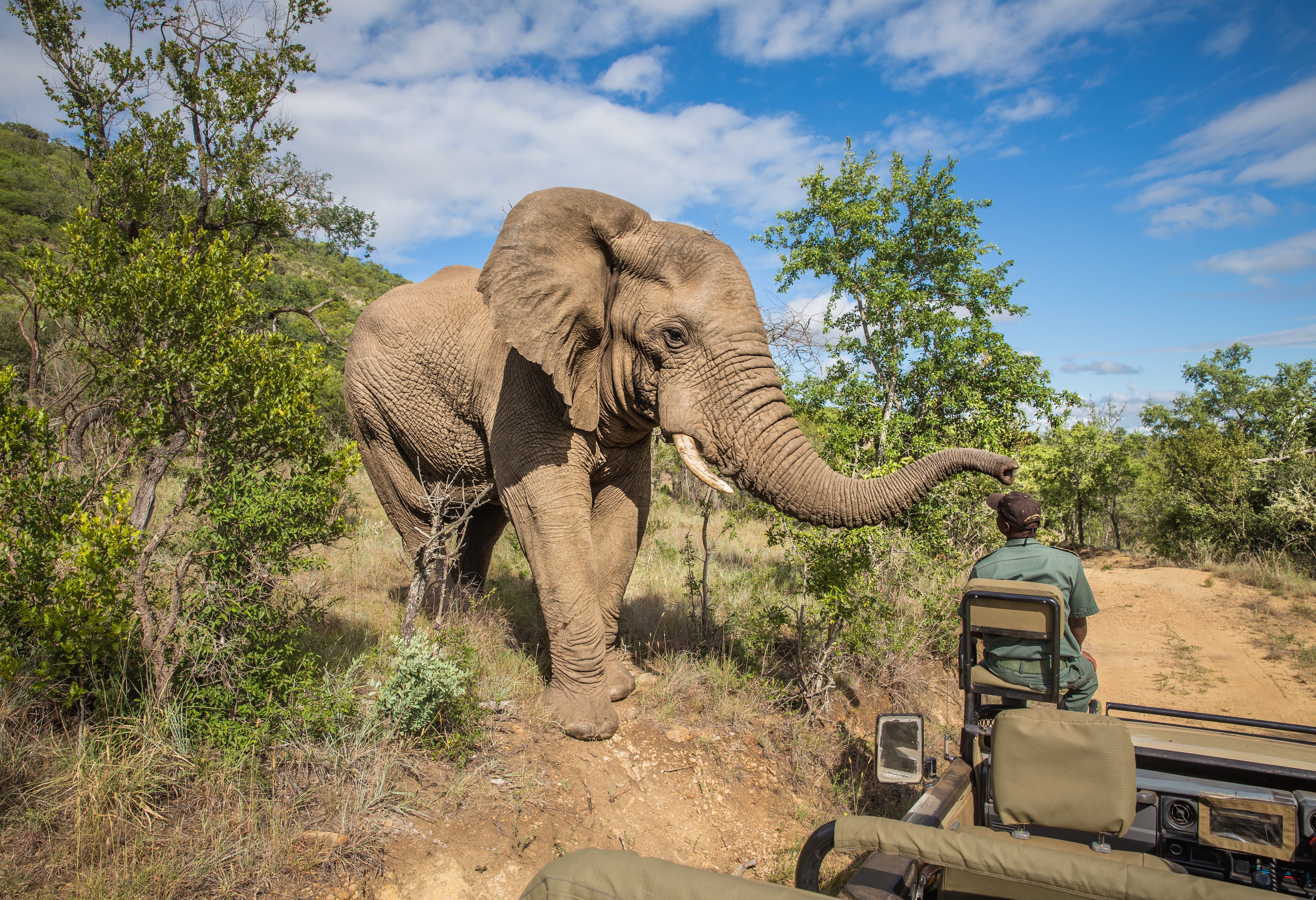 Game Drive in Kruger Zuid-Afrika