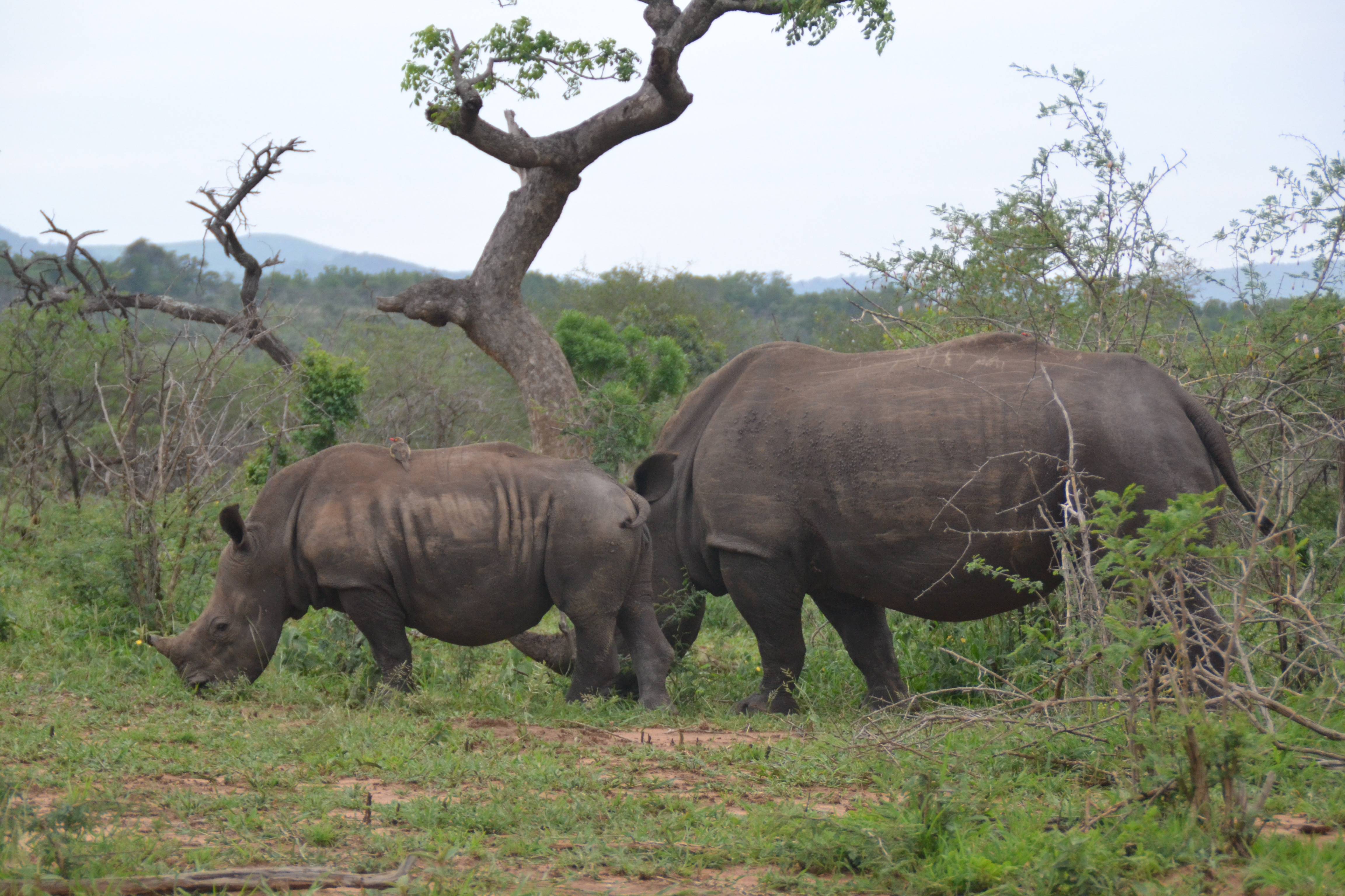 zuid-afrika-neushoorns
