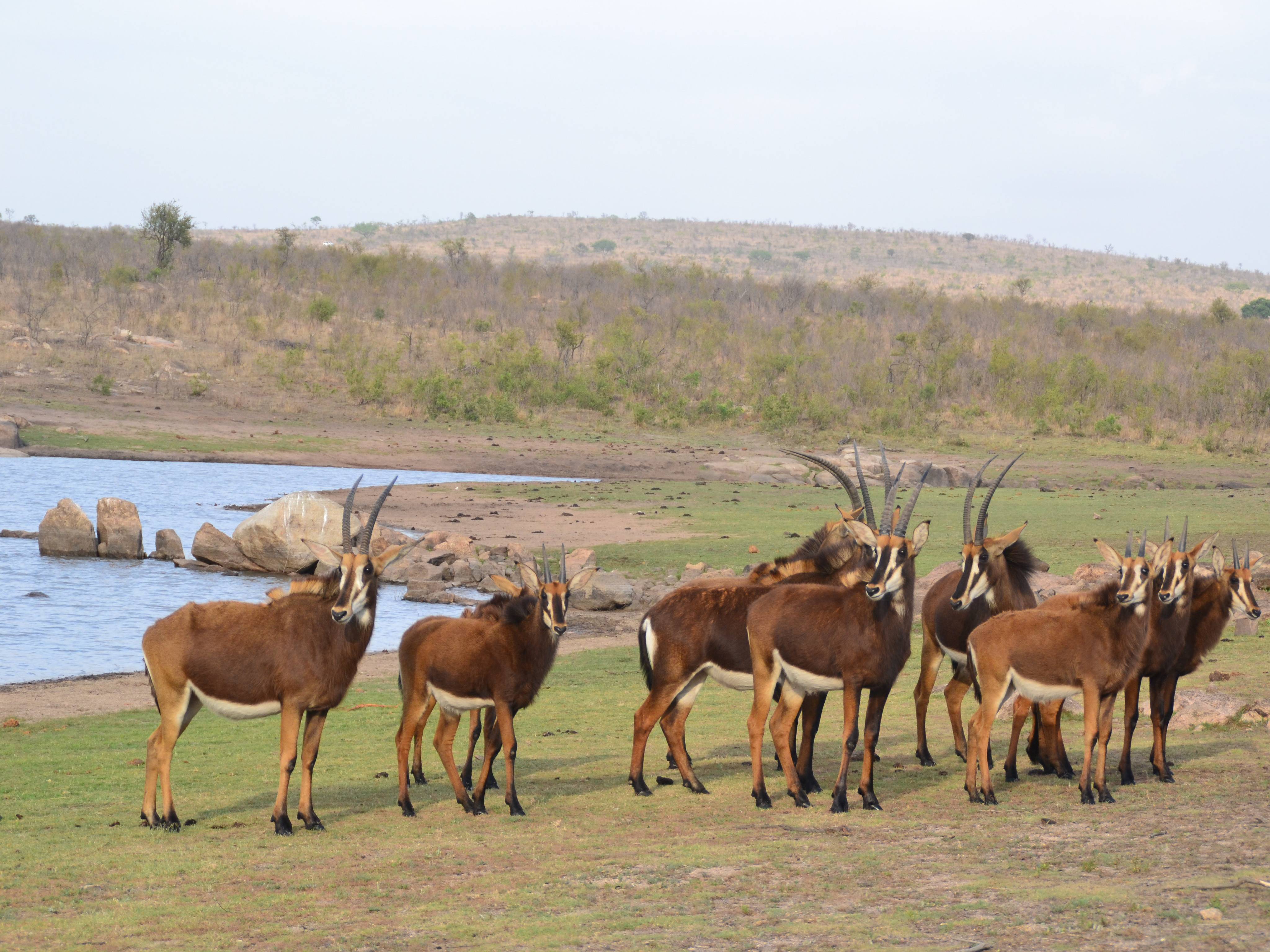 zuid-afrika-antilope