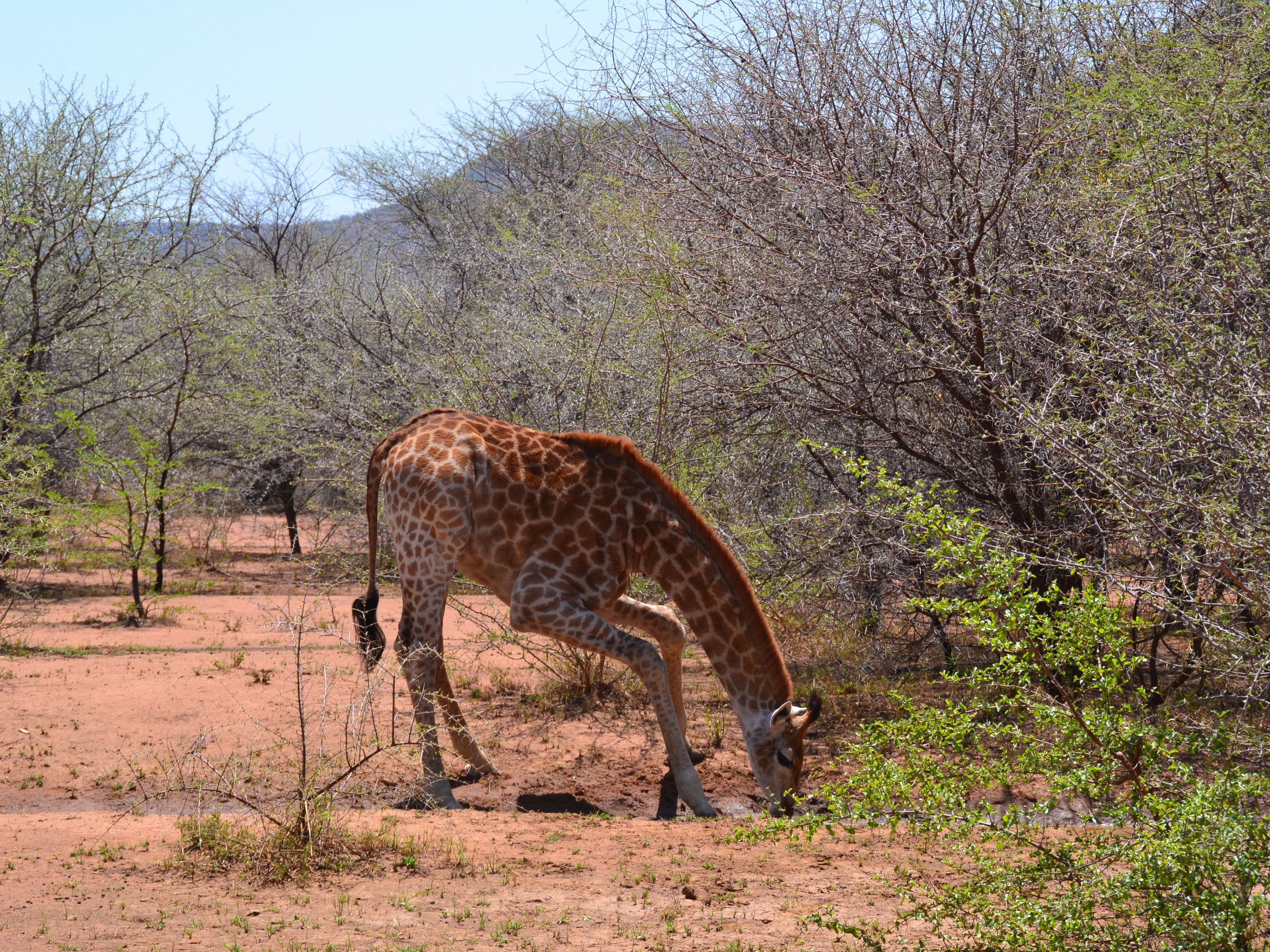 zuid-afrika-giraffe