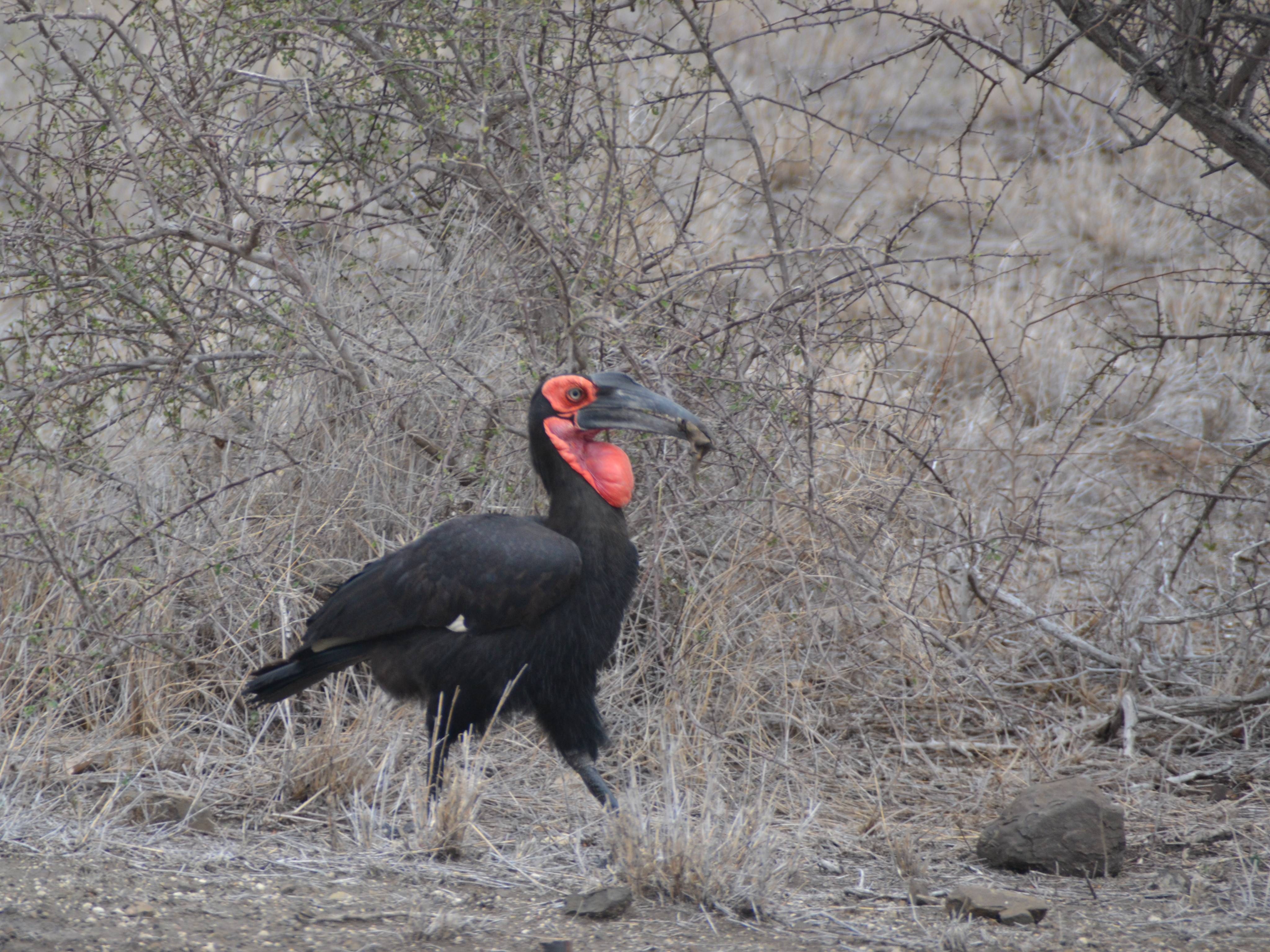 zuid-afrika-neushoornvogel