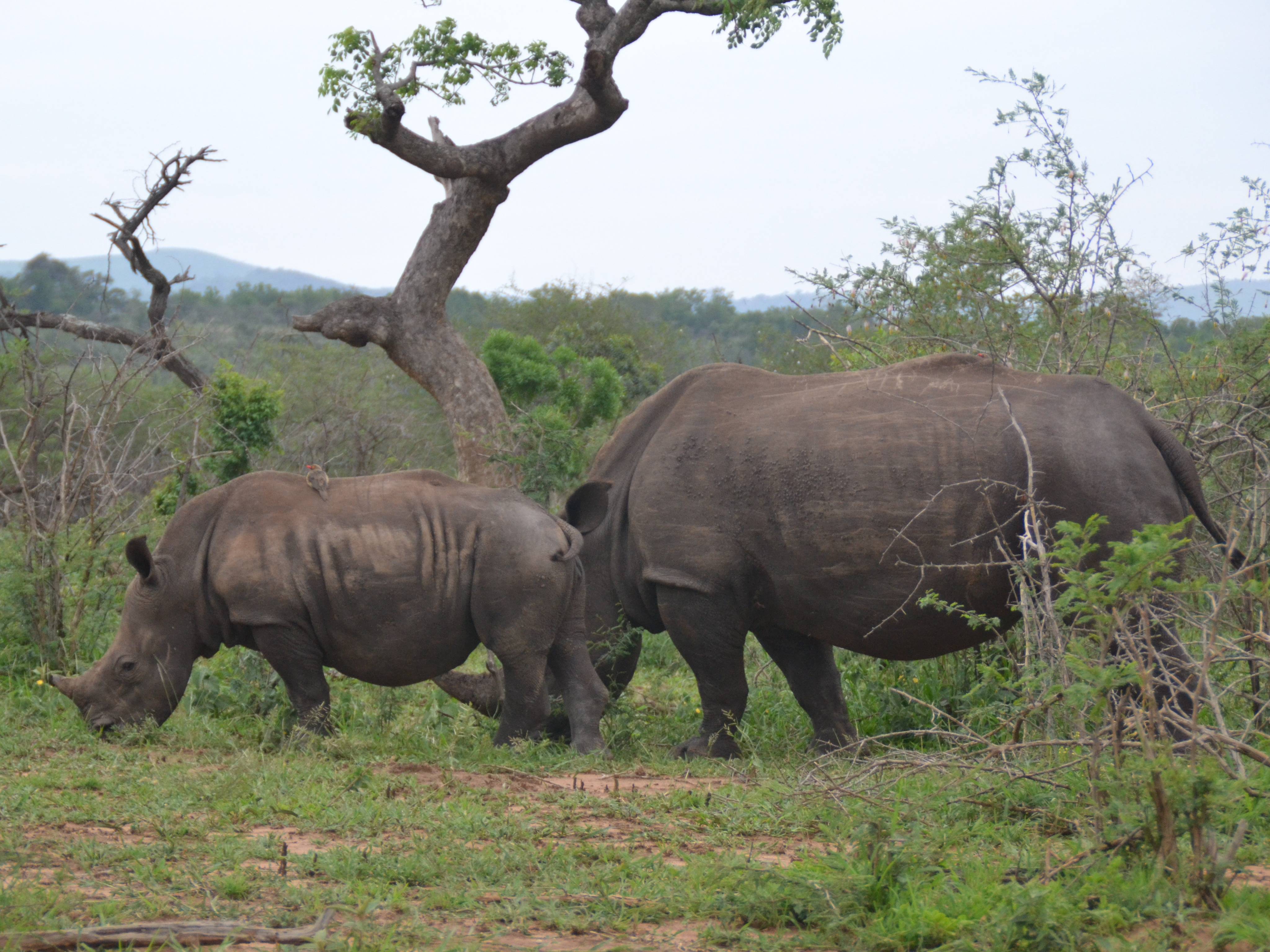 zuid-afrika-neushoorns
