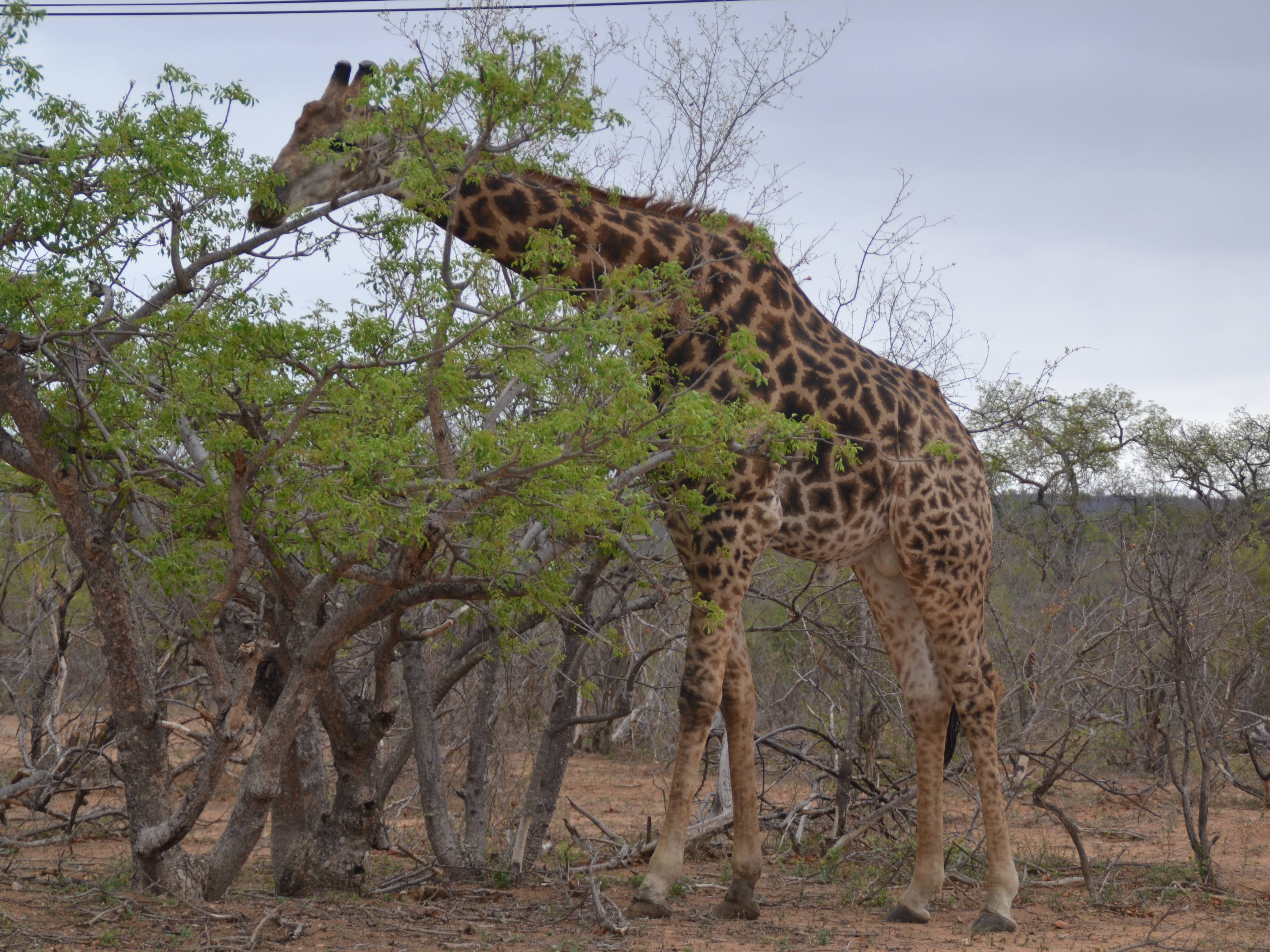zuid-afrika-giraffe