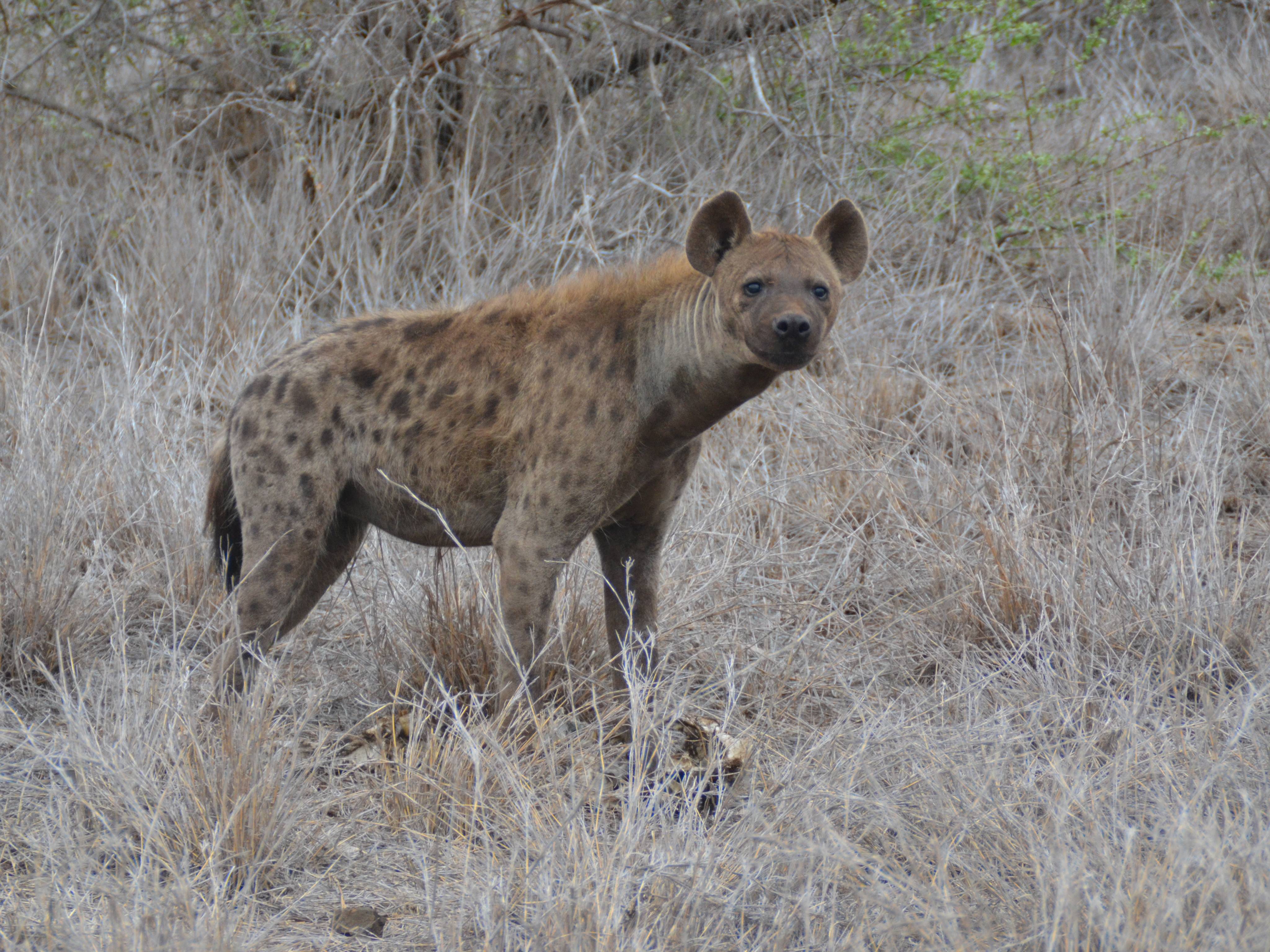 zuid-afrika-hyena-close-up