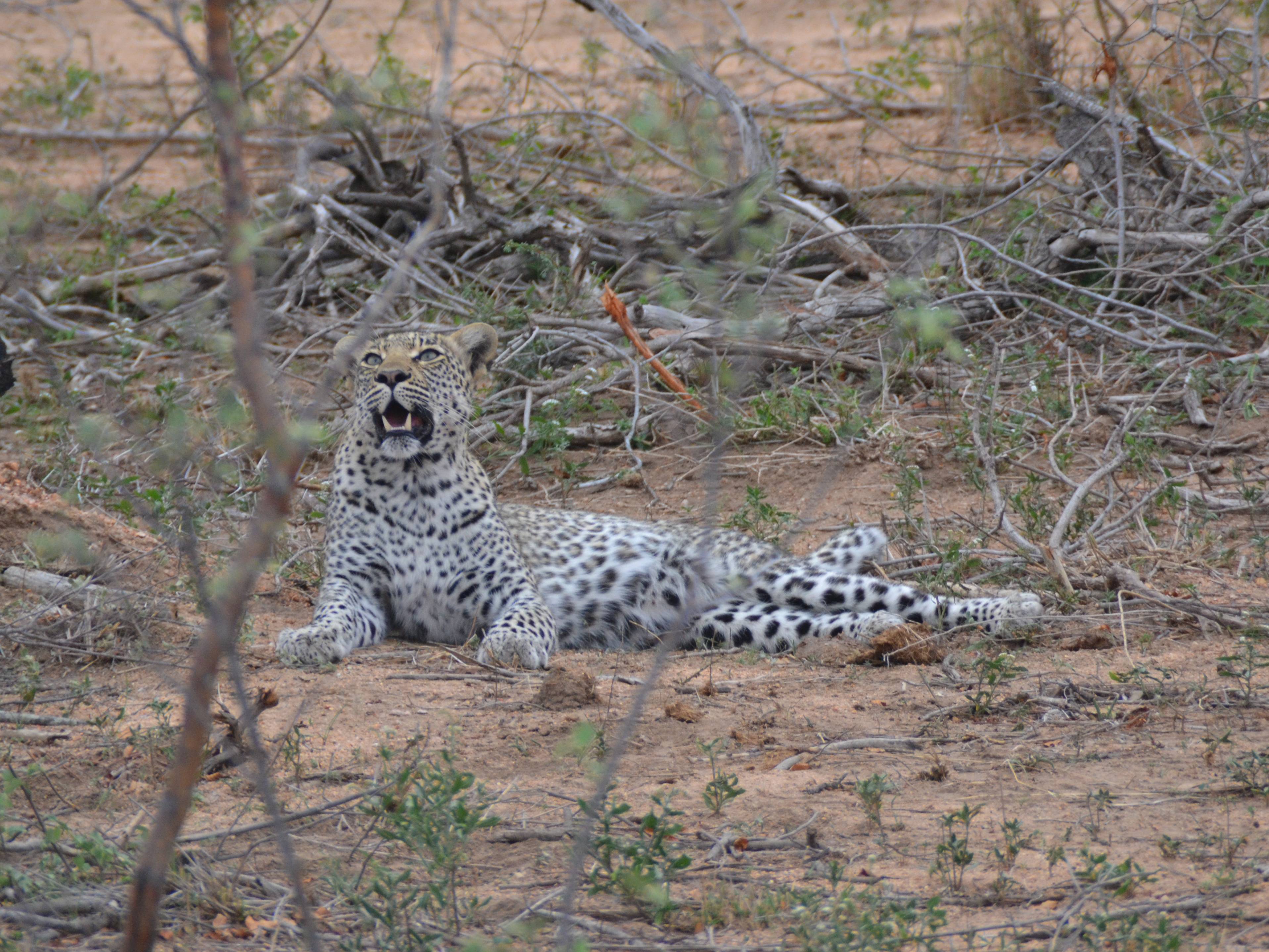 zuid-afrika-luipaard