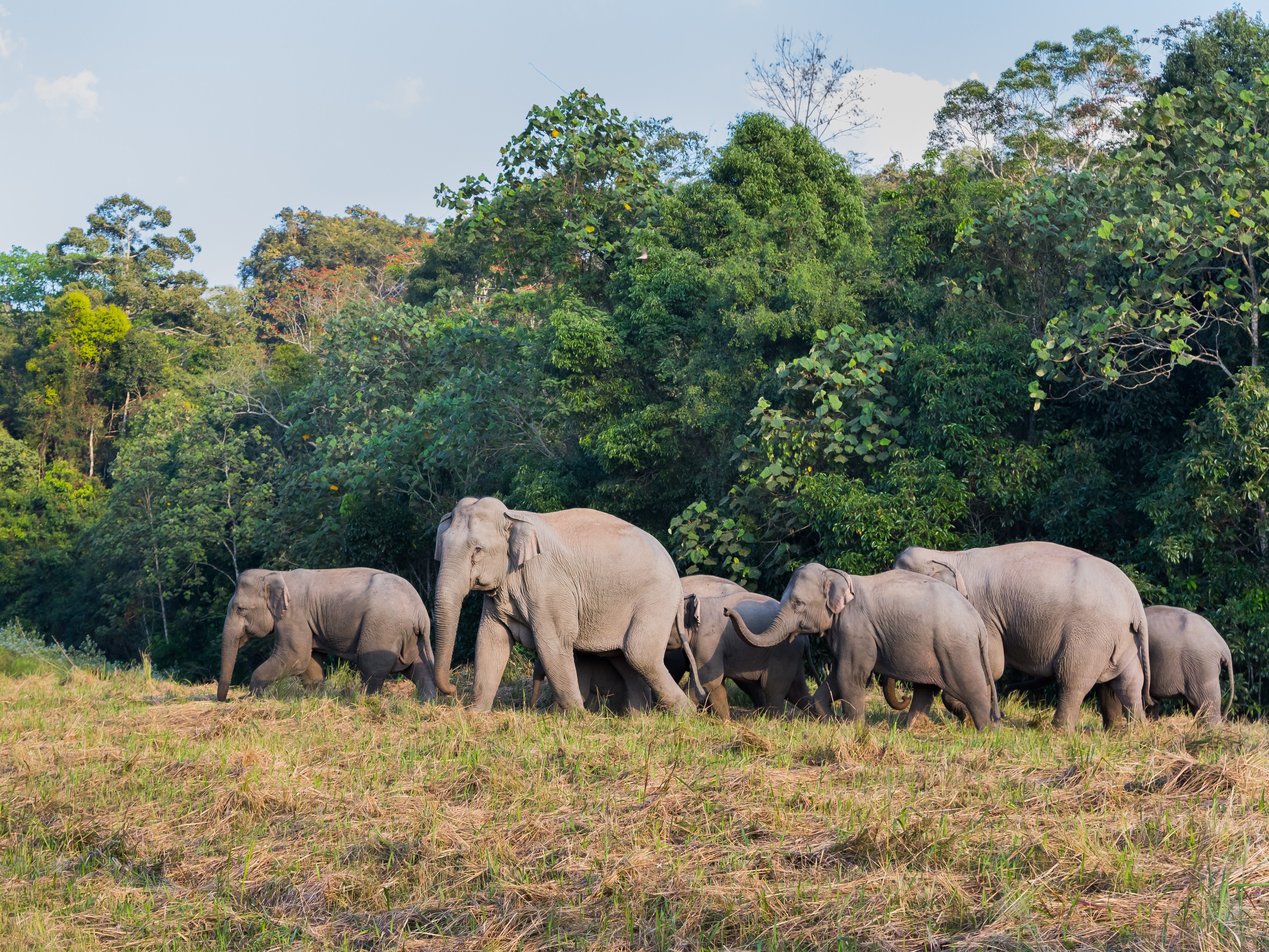 thailand-khao-yai-national-park-olifanten